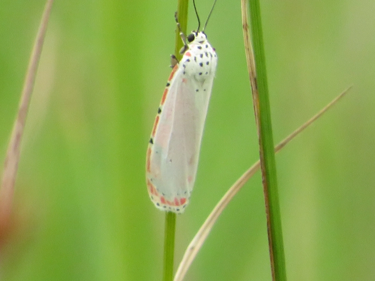 Mariposa-Ornatrix (Utetheisa ornatrix), insetos, fotografado em Maresias, São Sebastião