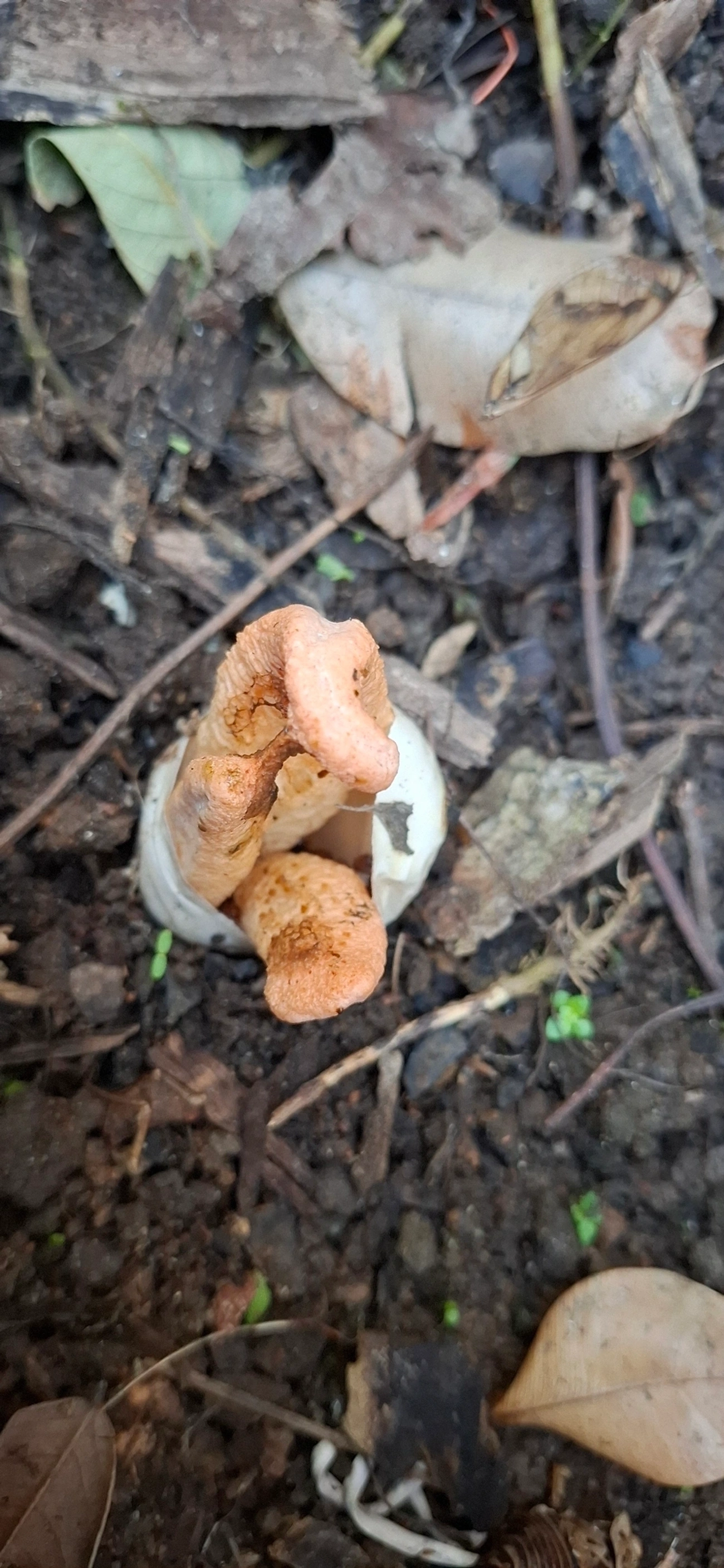 Cogumelo-fedorento-colunar (Clathrus columnatus), fungos, fotografado em Maresias, São Sebastião