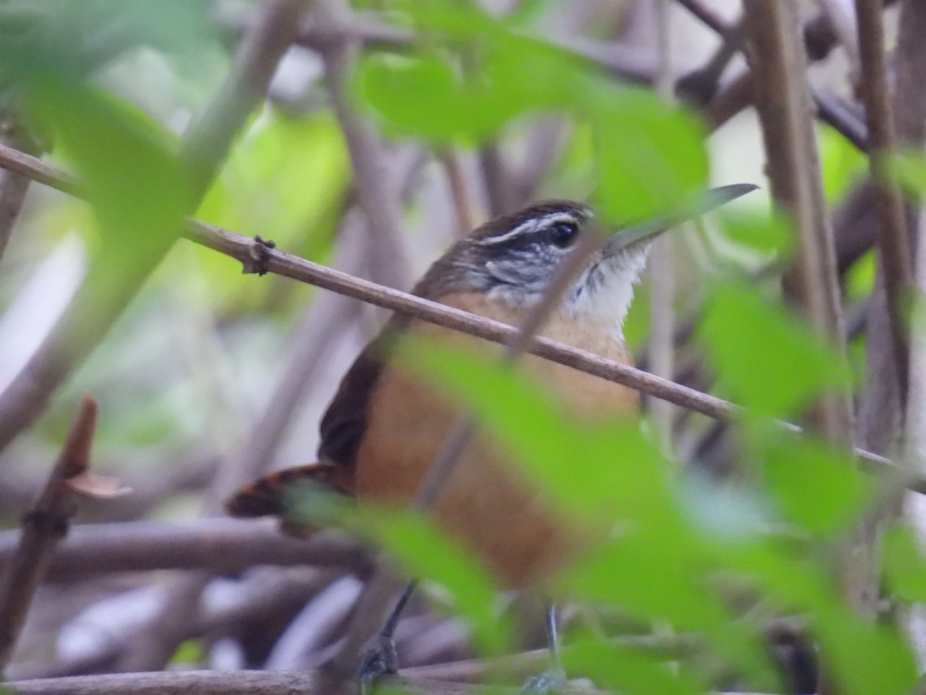 Garrinchão-de-bico-grande (Cantorchilus longirostris), aves, fotografado em Maresias, São Sebastião