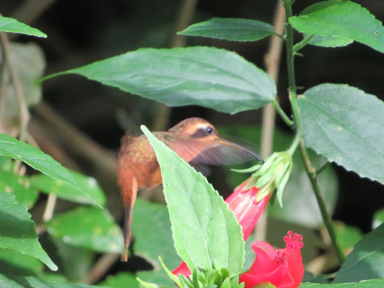 Rabo-branco-rubro (Phaethornis ruber), aves, fotografado em Maresias, São Sebastião