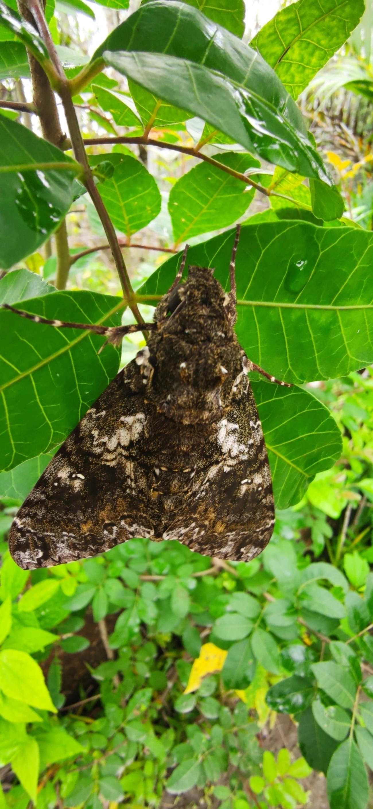 Esfinge-de-Duponchel (Cocytius duponchel), insetos, fotografado em Maresias, São Sebastião