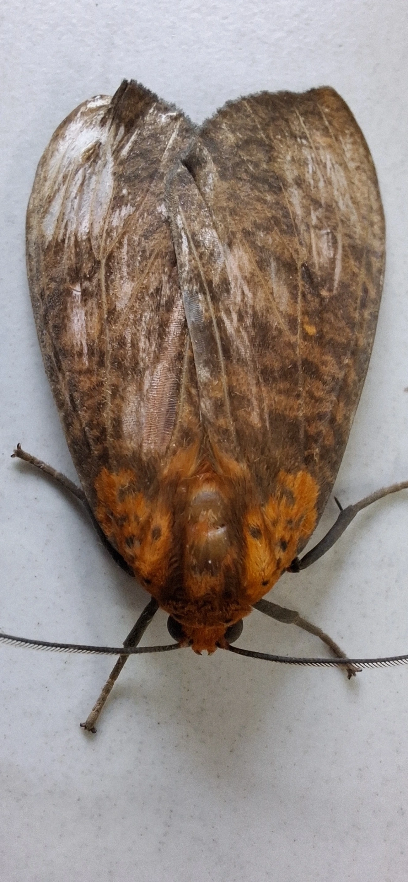 Mariposa-tigre (Ammalo helops), insetos, fotografado em Maresias, São Sebastião