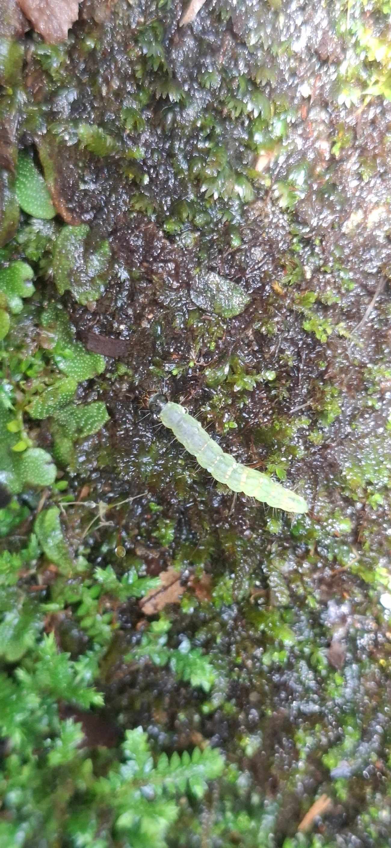 Borboletas e traças (Lepidoptera), insetos, fotografado em Maresias, São Sebastião