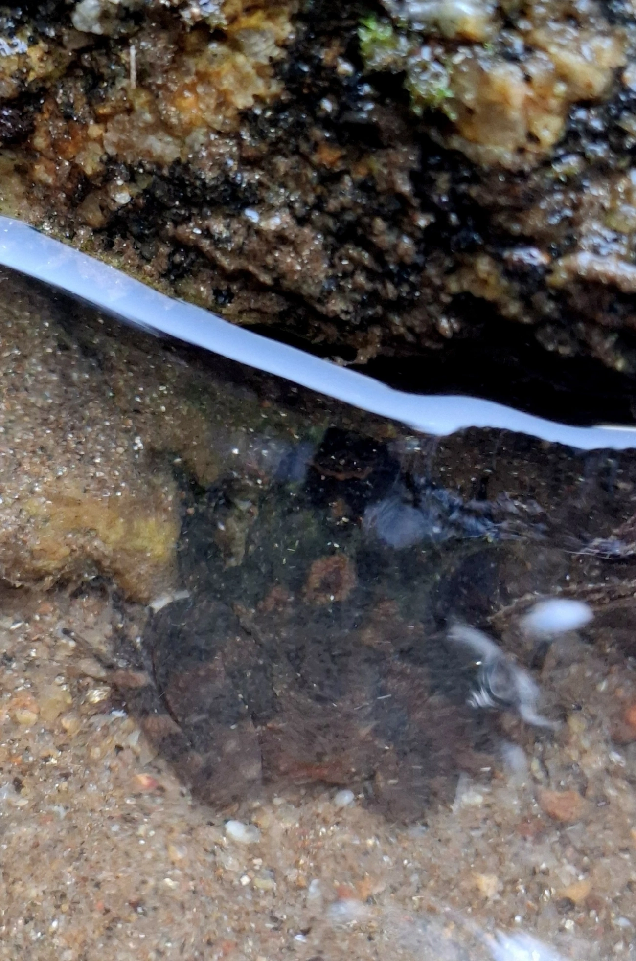 Cycloramphus, anfíbios, fotografado em Maresias, São Sebastião