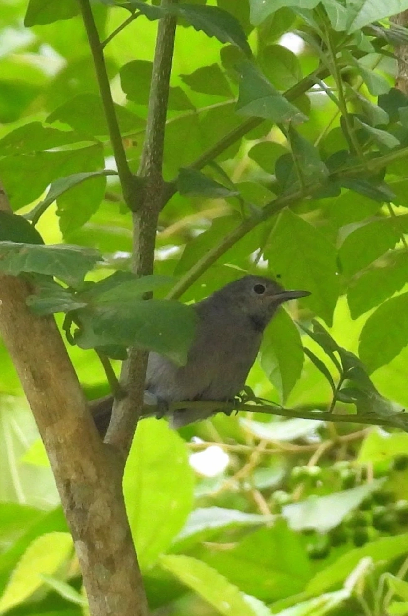 Choquinha-Cinzenta (Myrmotherula unicolor), aves, fotografado em São Sebastião