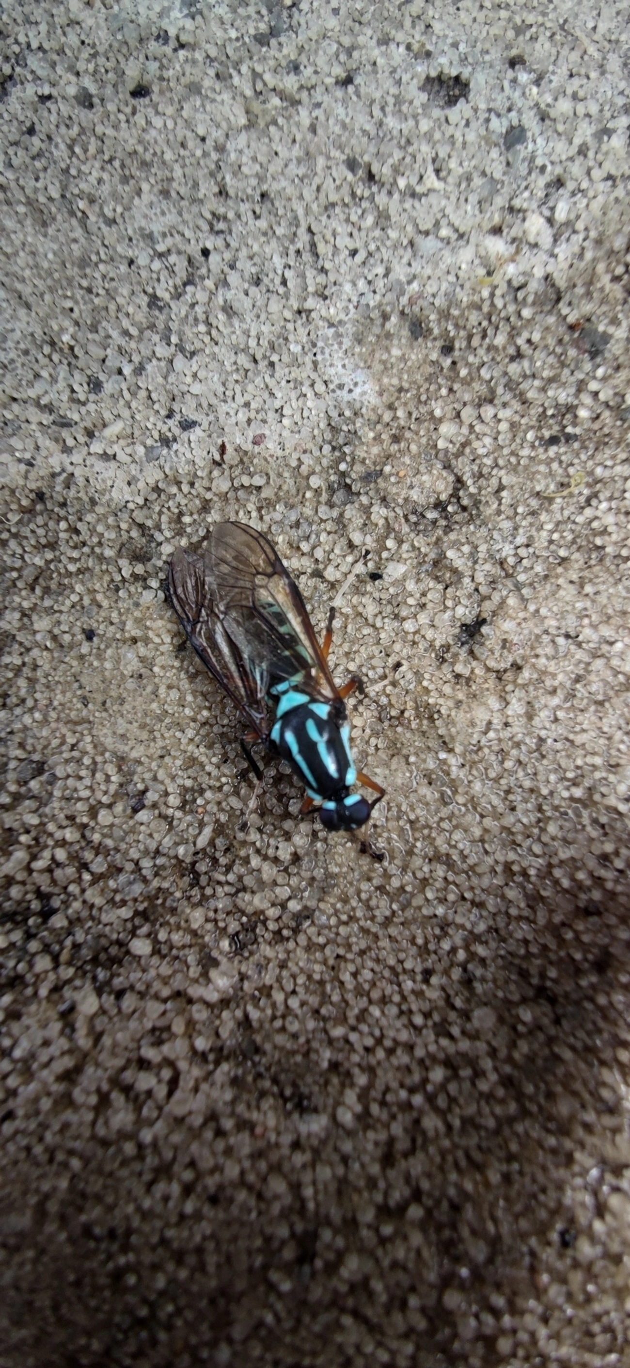 Mutuca (Raphiocera armata), insetos, fotografado em Ilhabela
