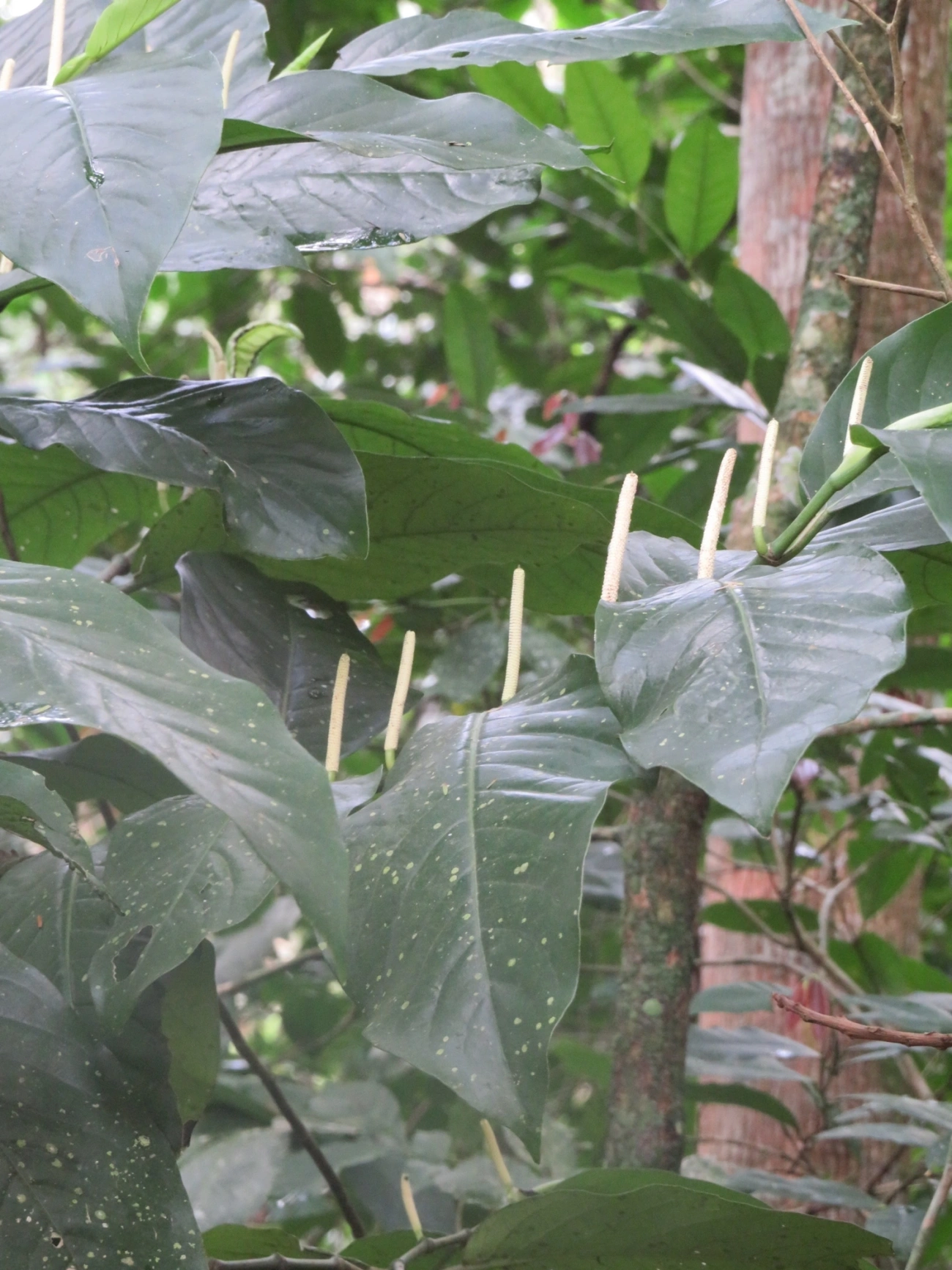 Piper, plantas, fotografado em Maresias, São Sebastião