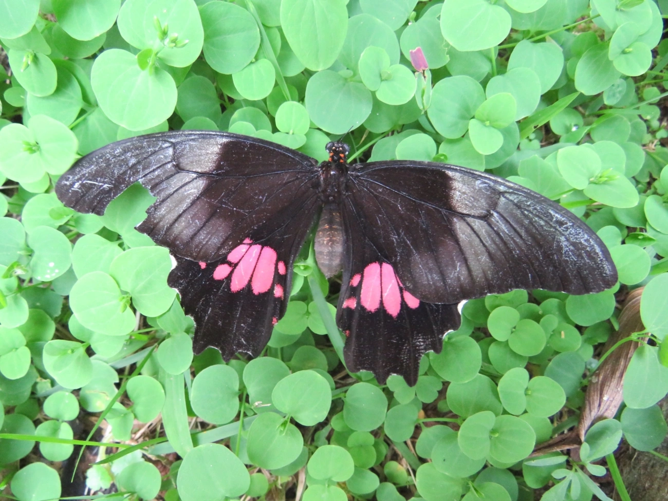 Rosa-de-luto (Heraclides anchisiades), insetos, fotografado em Maresias, São Sebastião