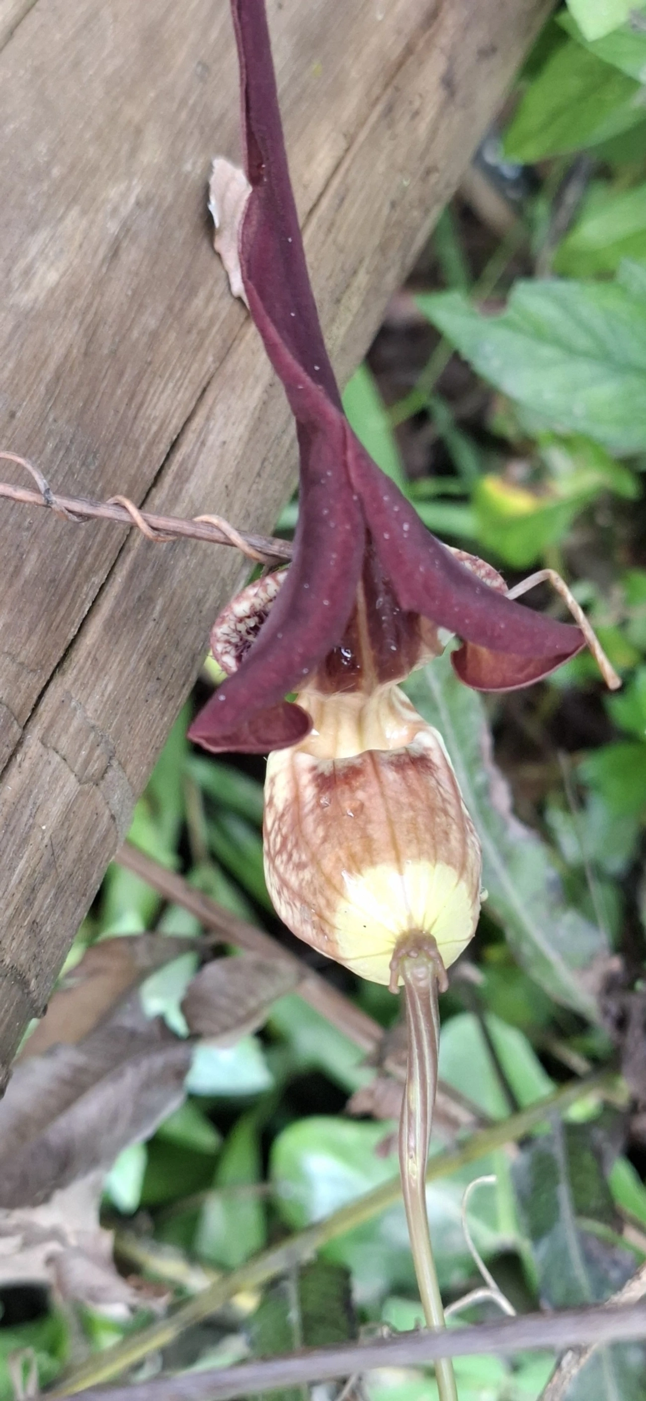 Aristolochia, plantas, fotografado em Maresias, São Sebastião