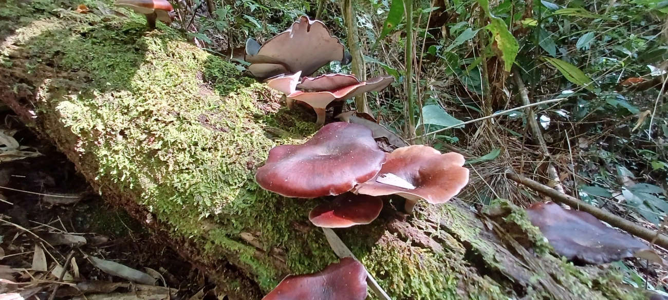 Picipes, fungos, fotografado em Visconde de Mauá