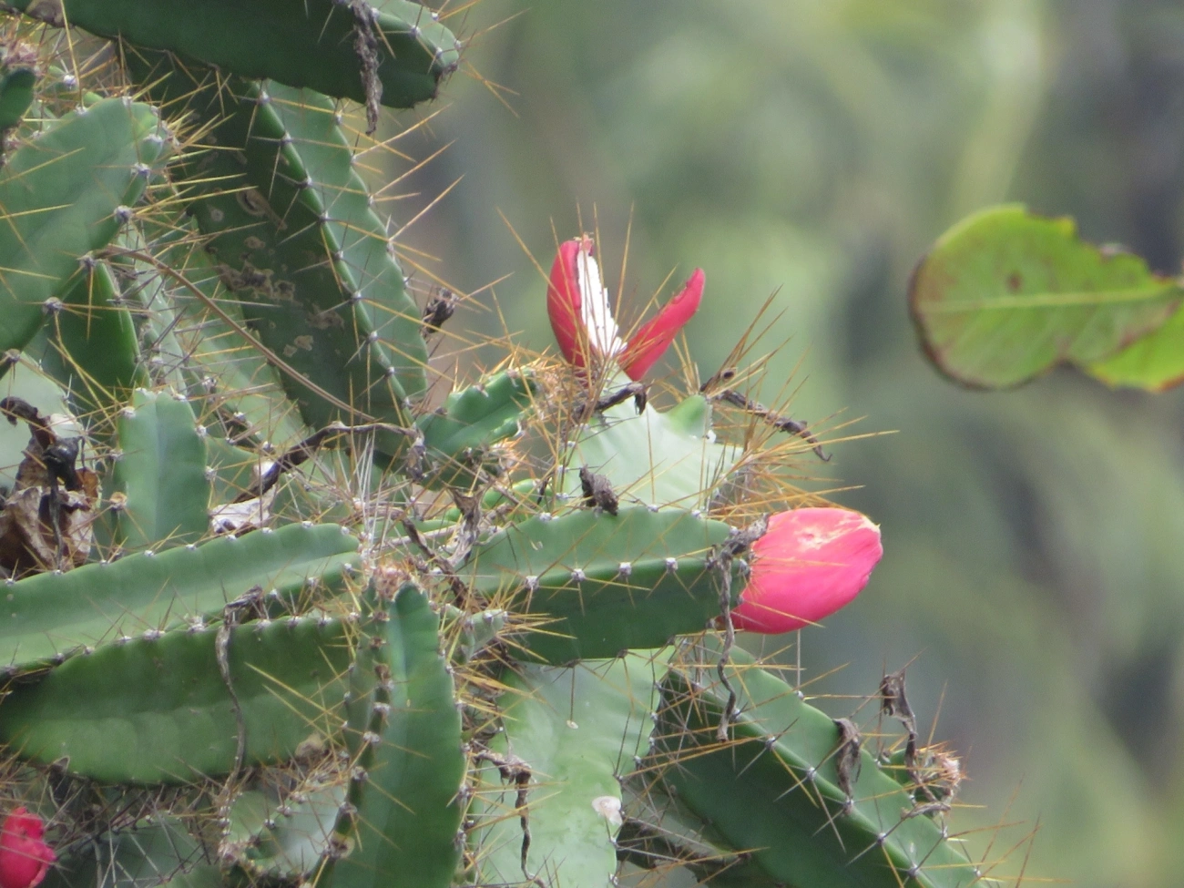 Mandacaru-da-praia (Cereus fernambucensis), plantas, fotografado em Ilhabela