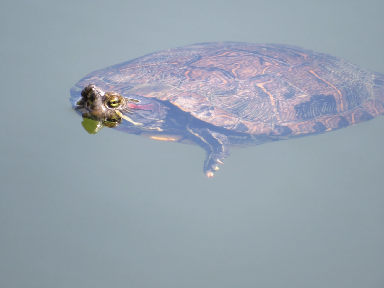 Tartaruga-da-Flórida (Trachemys scripta), répteis, fotografado em Juqueí, São Sebastião