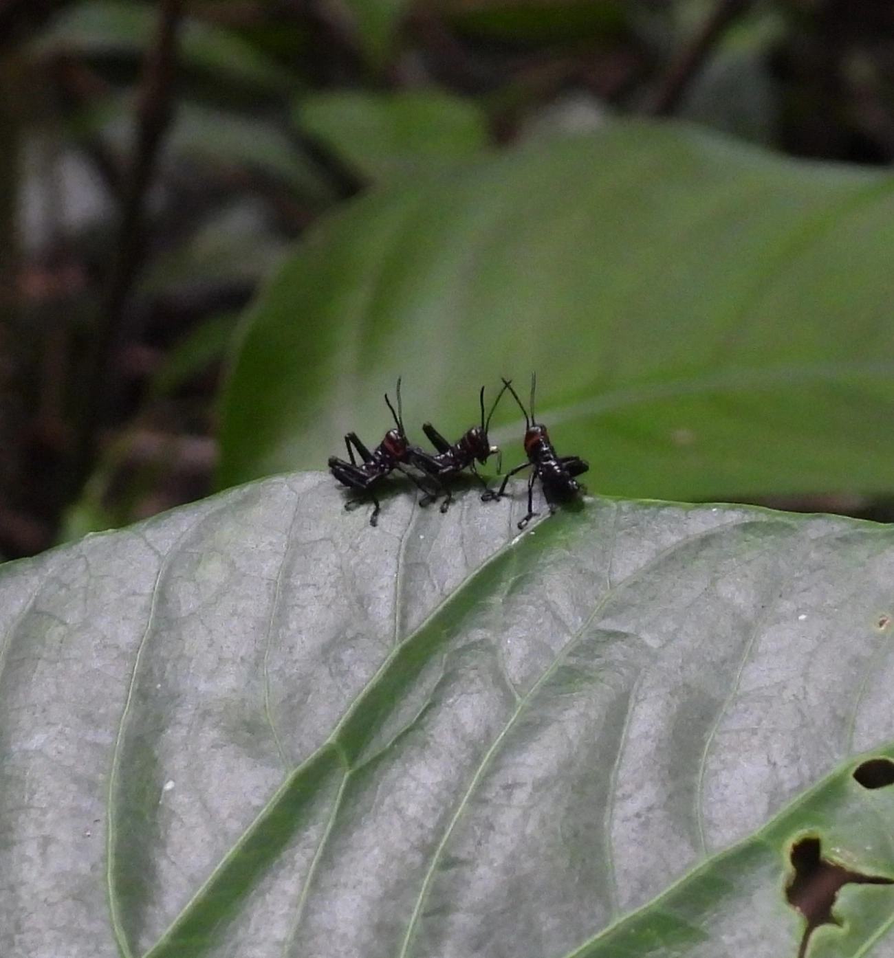 Gafanhoto-soldado (Chromacris speciosa), insetos, fotografado em Maresias, São Sebastião