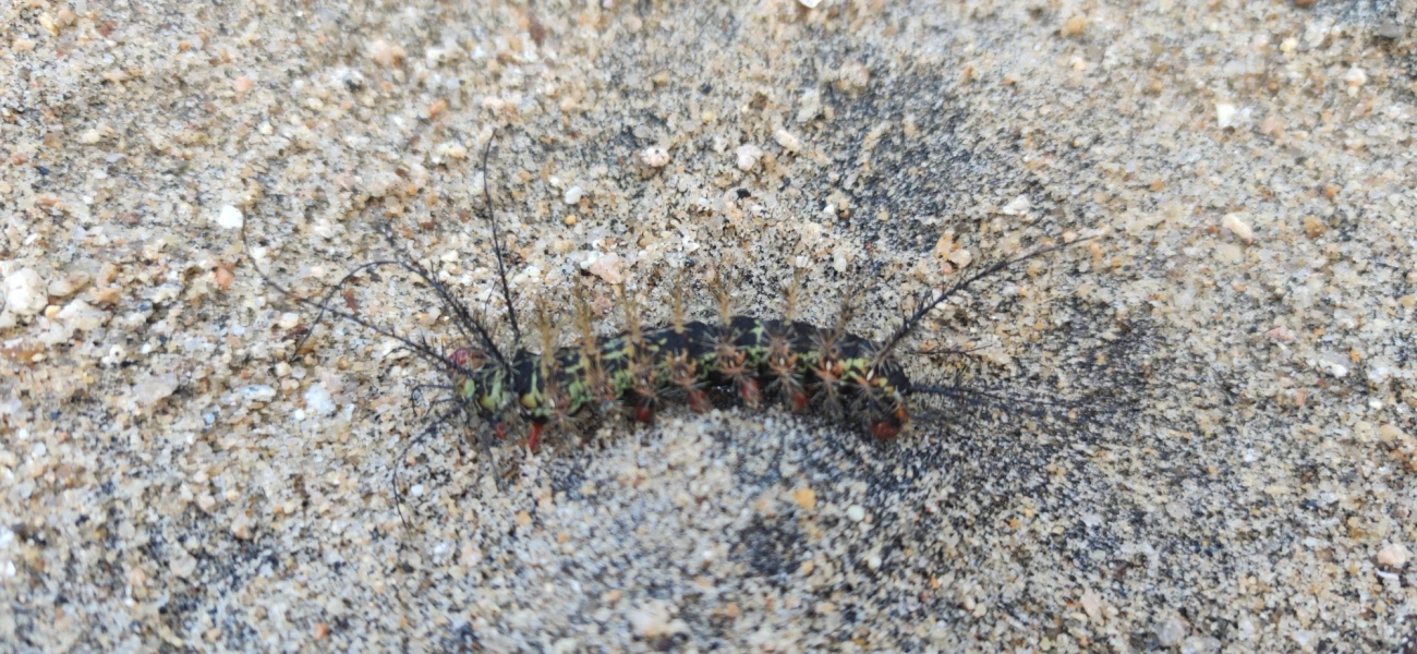 Borboletas e traças (Lepidoptera), insetos, fotografado em Caraguatatuba