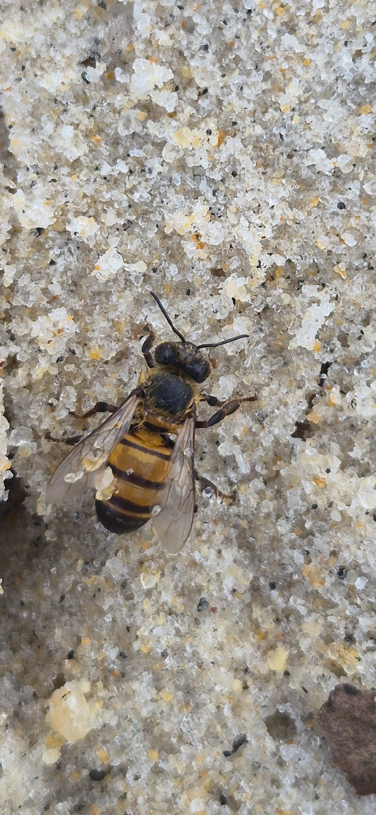 Abelha-europeia (Apis mellifera), insetos, fotografado em Maresias, São Sebastião