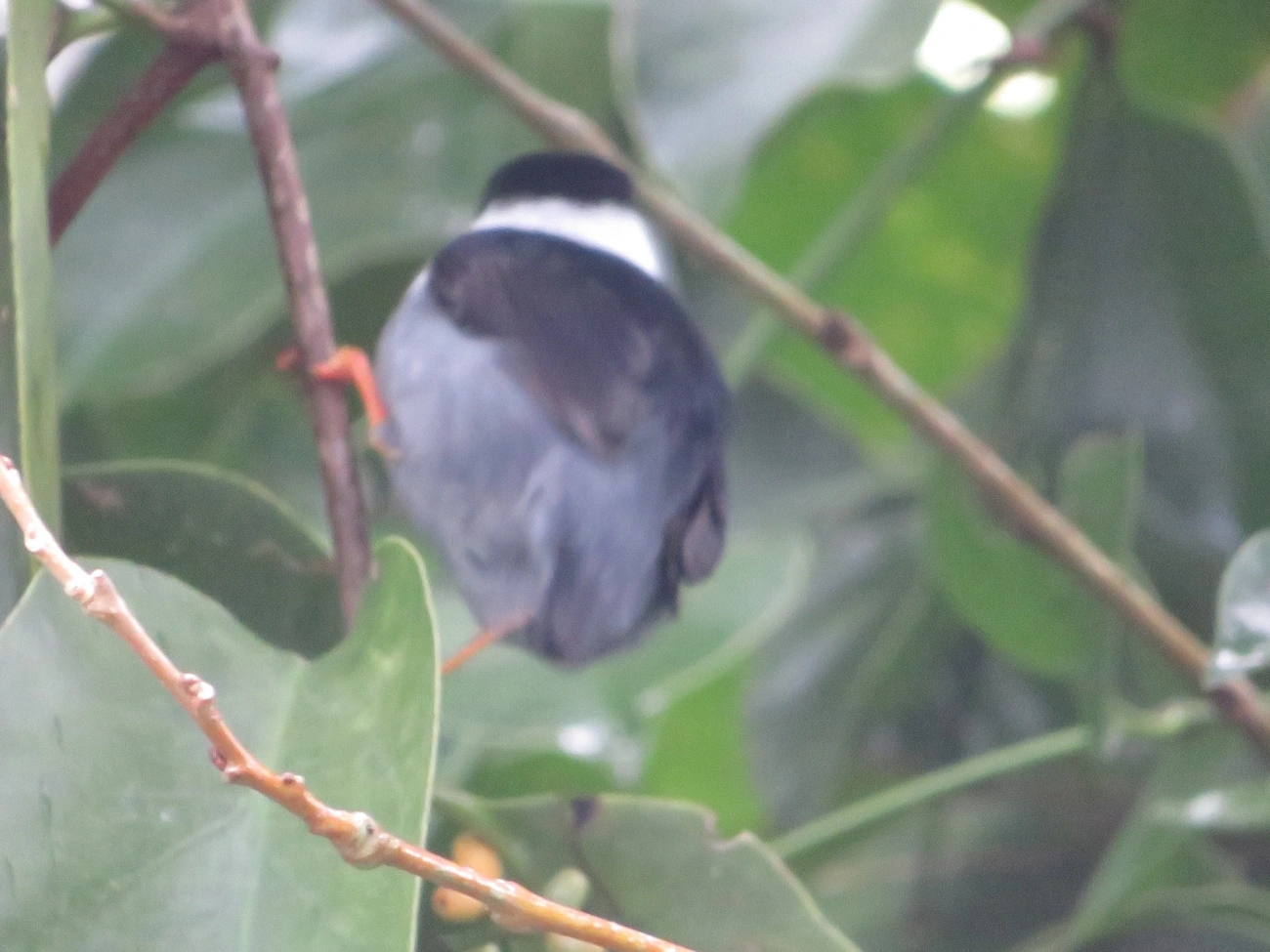 Rendeira (Manacus manacus), aves, fotografado em Maresias, São Sebastião