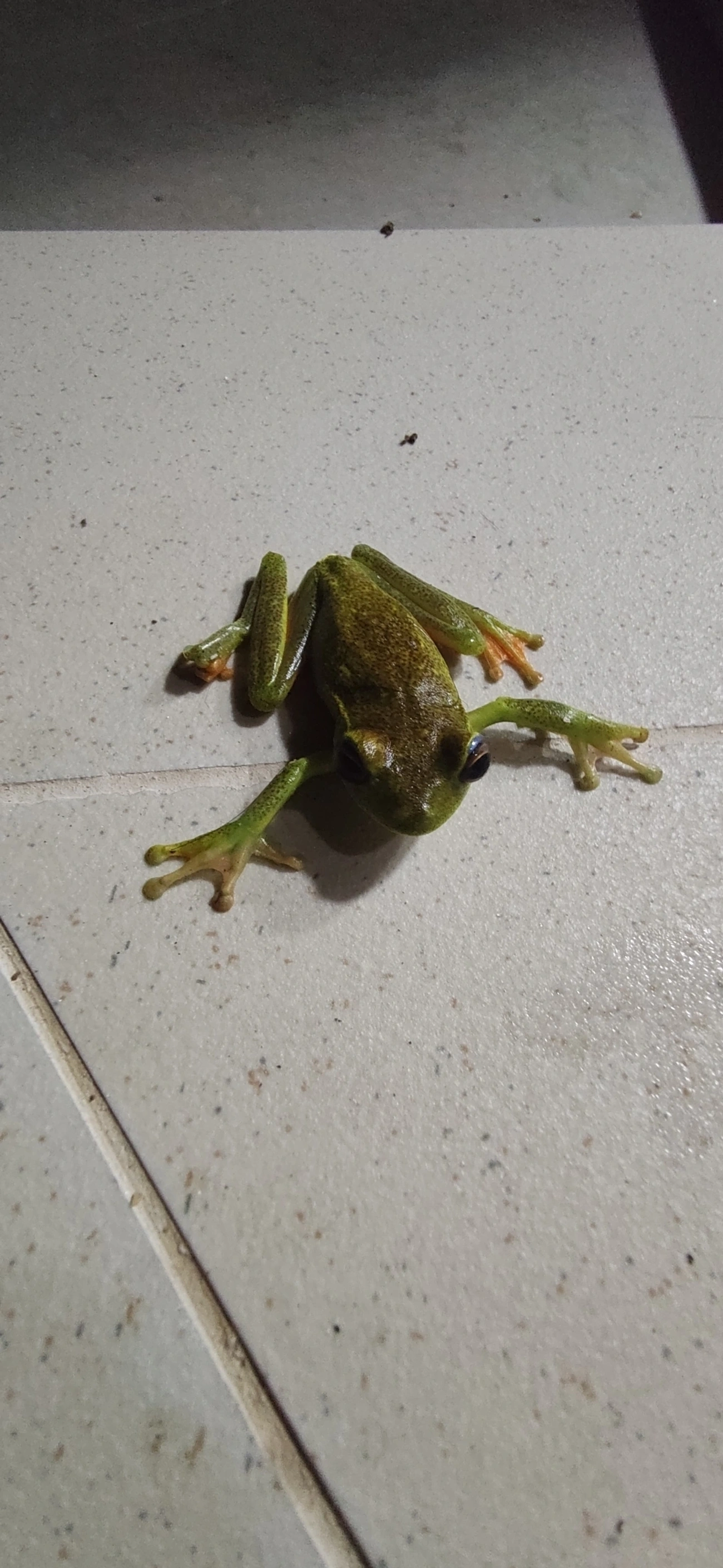 Perereca-araponga (Boana albomarginata), anfíbios, fotografado em Maresias, São Sebastião