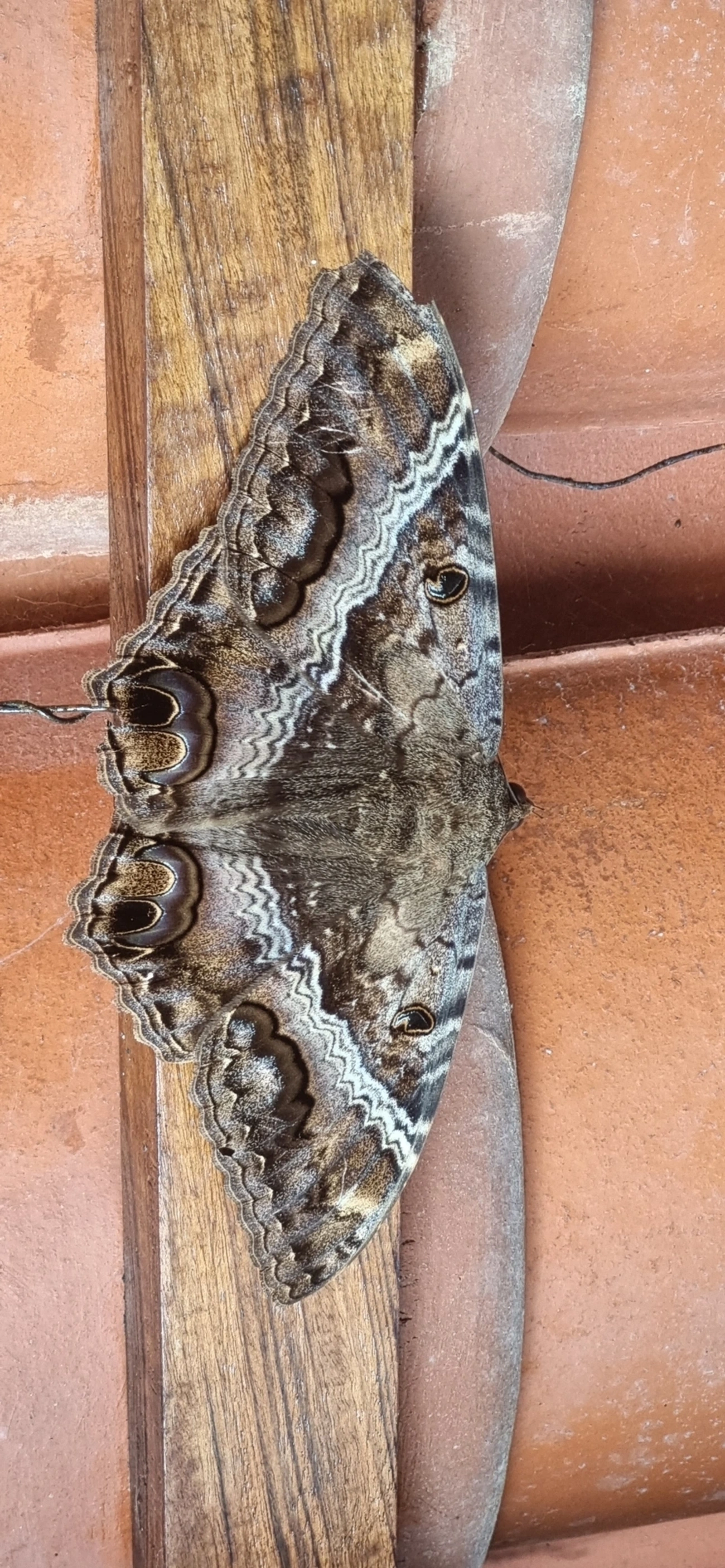 Bruxa-negra (Ascalapha odorata), insetos, fotografado em Frade, Ubatuba