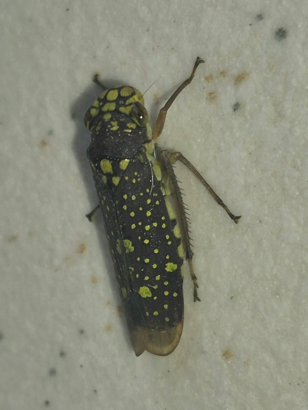 Aulacizes conspersa, insetos, fotografado em Maresias, São Sebastião