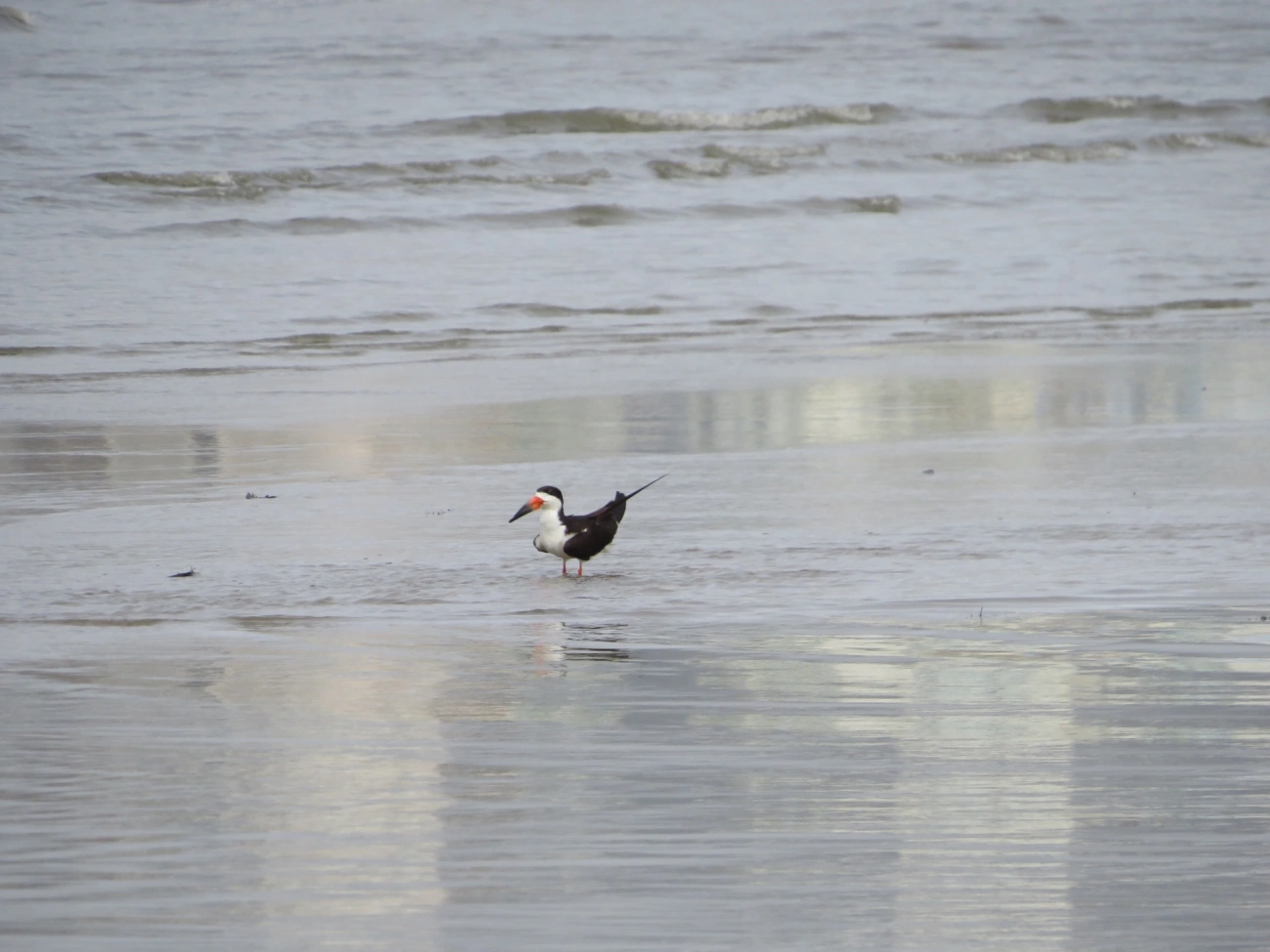 Talha-mar (Rynchops niger), aves, fotografado em Indaiá, Caraguatatuba