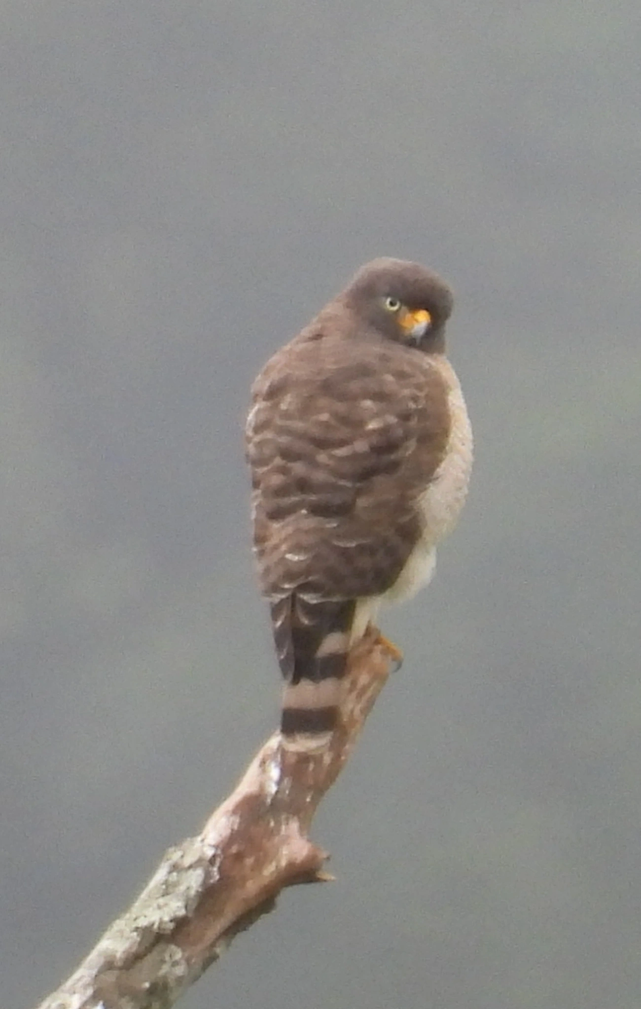 Gavião-carijó (Rupornis magnirostris), aves, fotografado em Maresias, São Sebastião