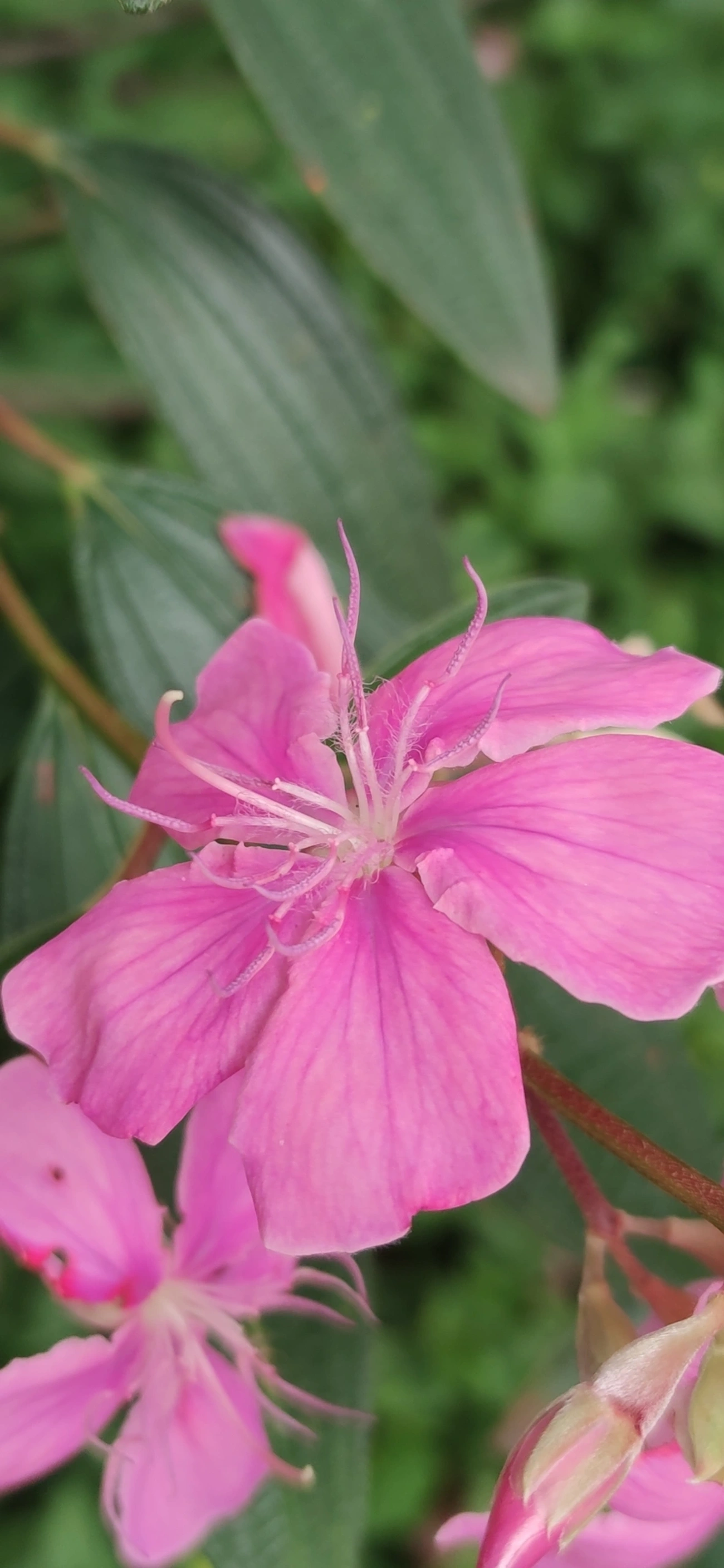 Manacá-da-serra (Pleroma mutabile), plantas, fotografado em R. Acurui, São Paulo