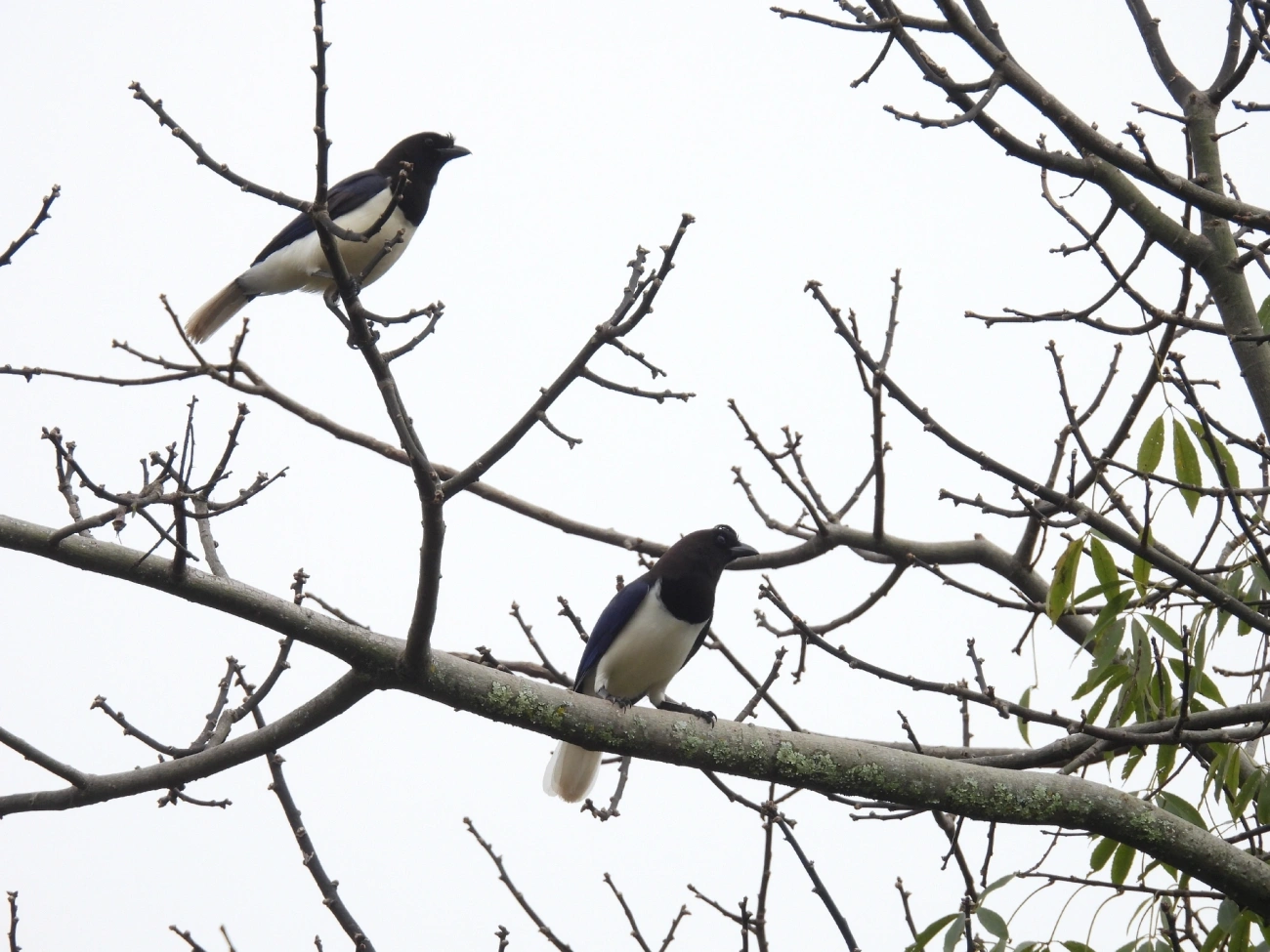Gralha-do-campo (Cyanocorax cristatellus), aves, fotografado em Catuçaba, São Luíz do Paraitinga