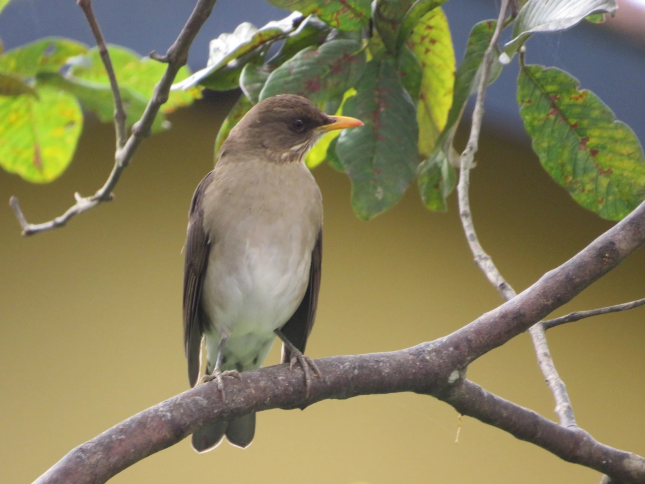 Sabiá-poca (Turdus amaurochalinus), aves, fotografado em Maresias, São Sebastião