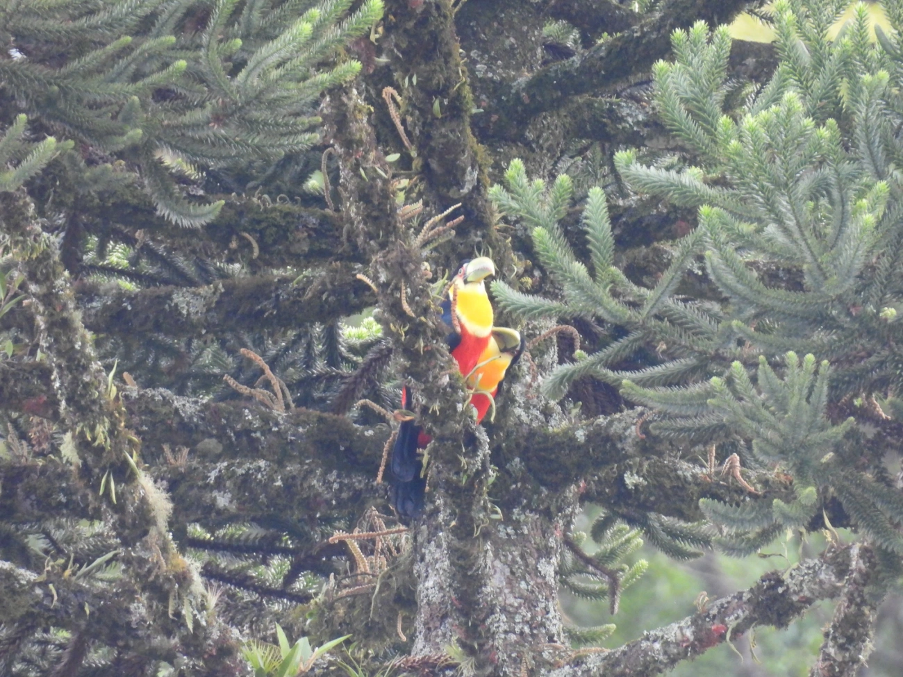 Tucano-de-bico-verde (Ramphastos dicolorus), aves, fotografado em Visconde de Mauá
