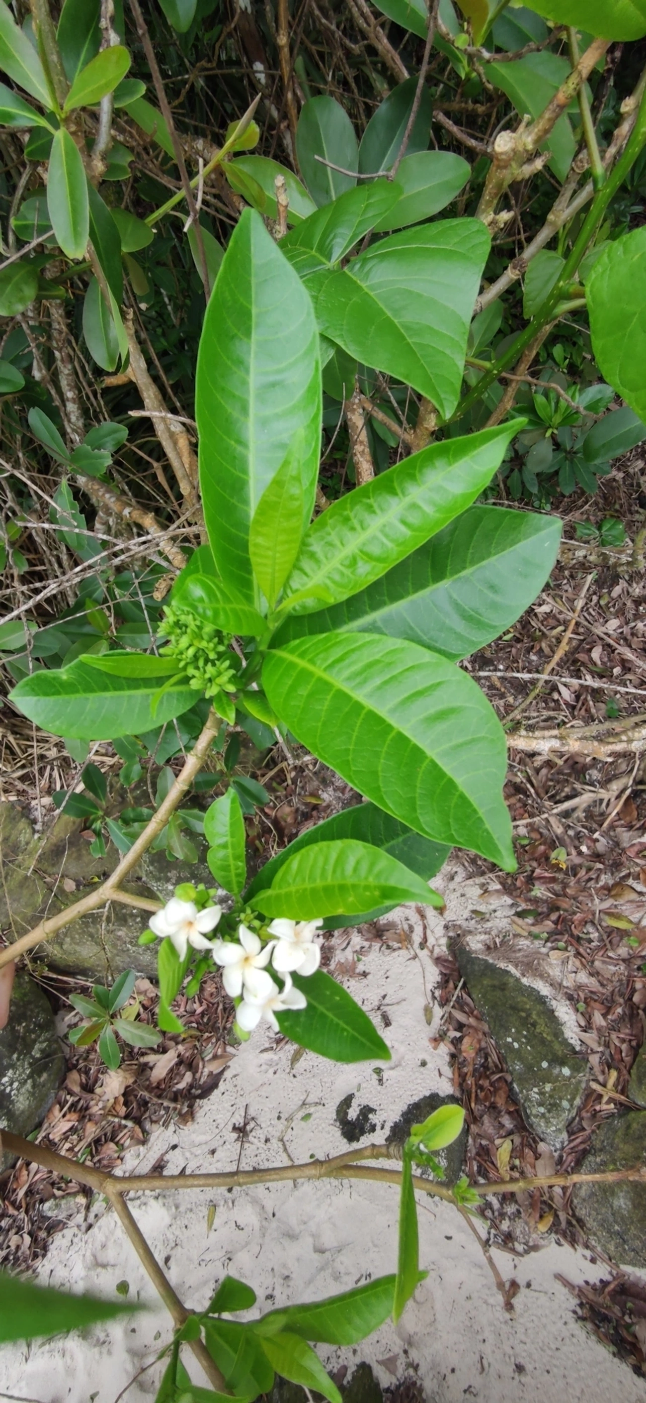 Tabernaemontana, plantas, fotografado em Maresias, São Sebastião