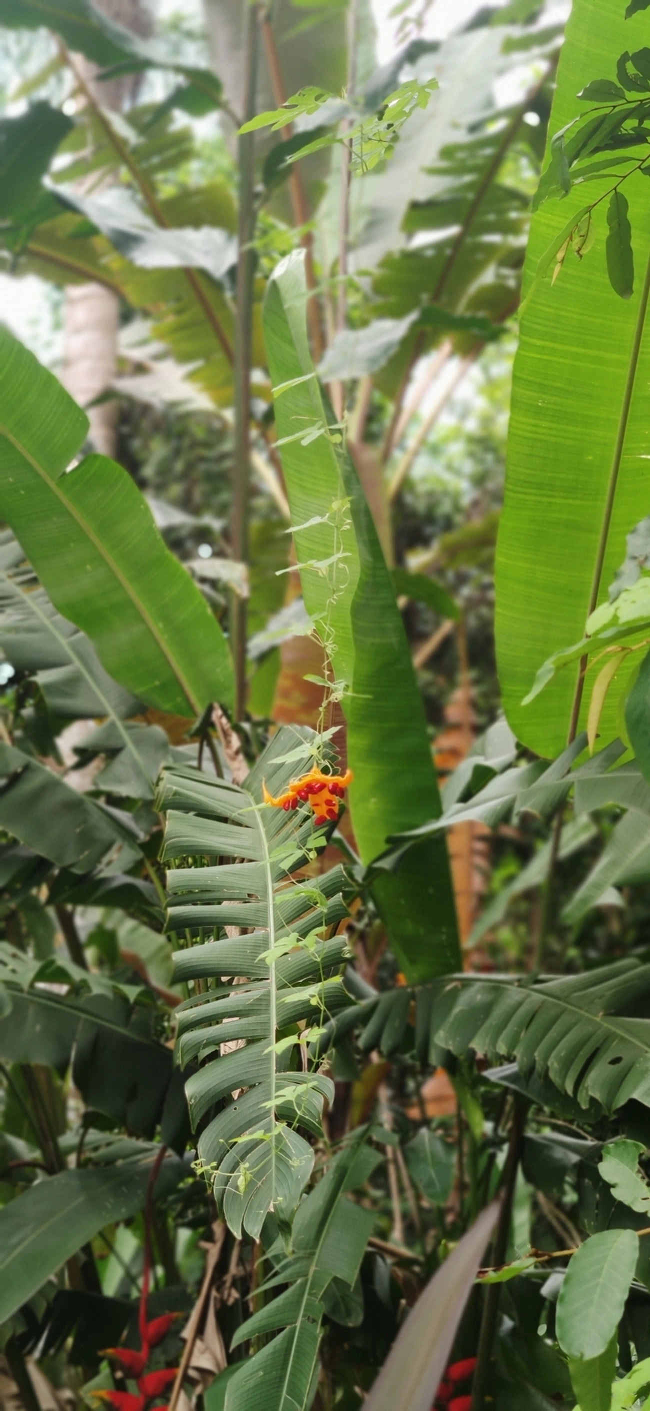Melão-de-são-caetano (Momordica charantia), plantas, fotografado em Maresias, São Sebastião