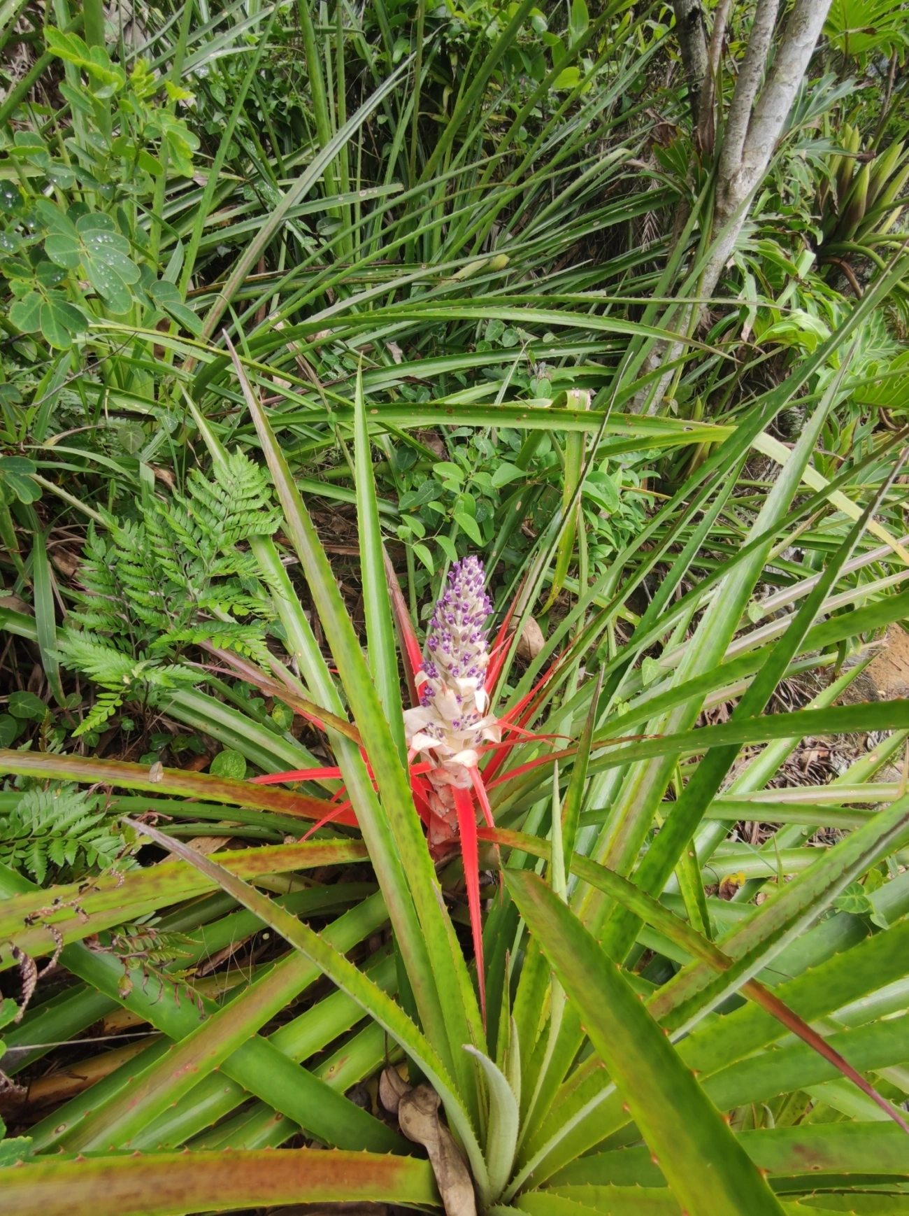 Caraguatá-do-campo (Bromelia antiacantha), plantas, fotografado em Maresias, São Sebastião