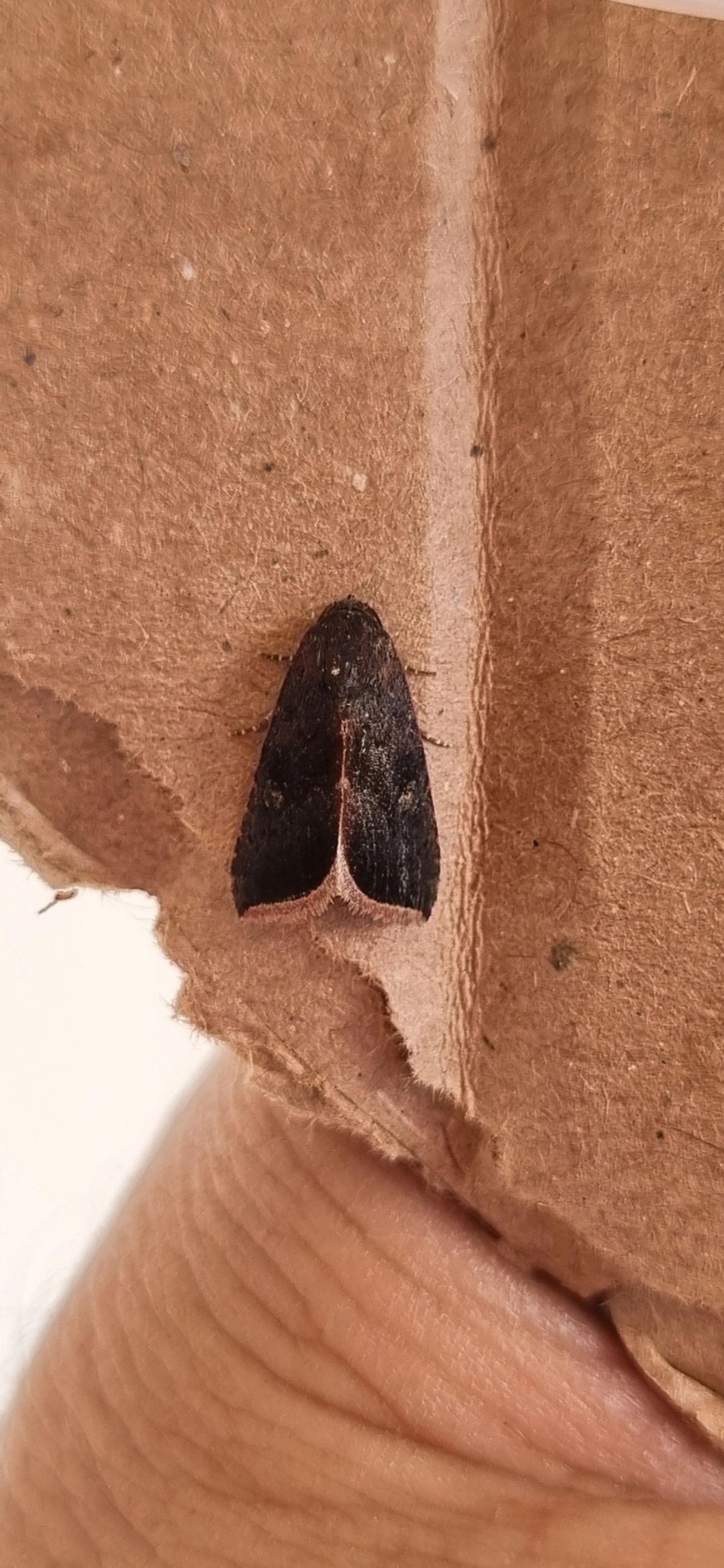 Micrathetis canifimbria, insetos, fotografado em Maresias, São Sebastião