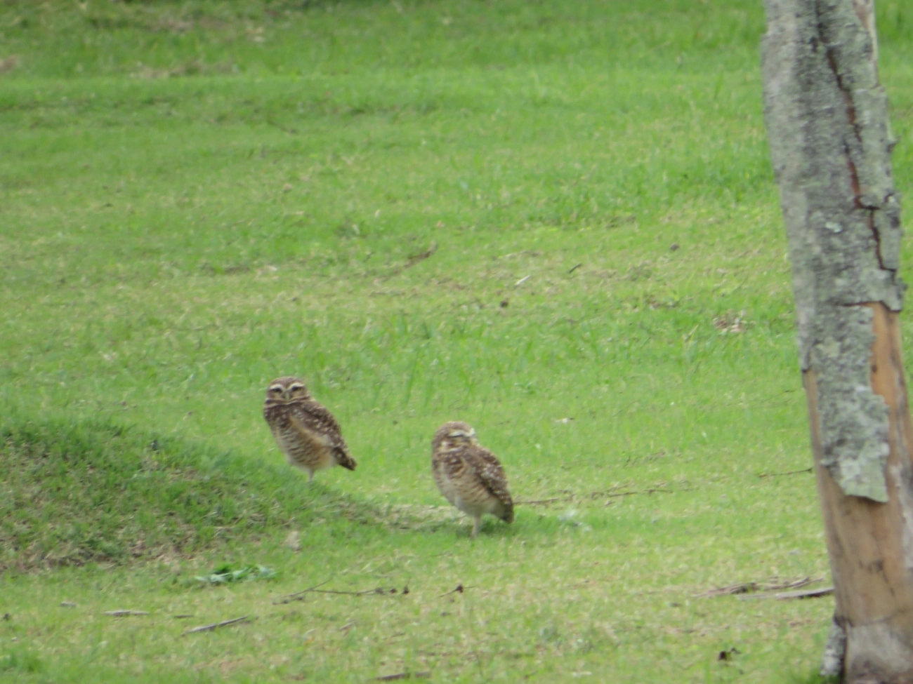 Coruja-buraqueira (Athene cunicularia), aves, fotografado em Maresias, São Sebastião