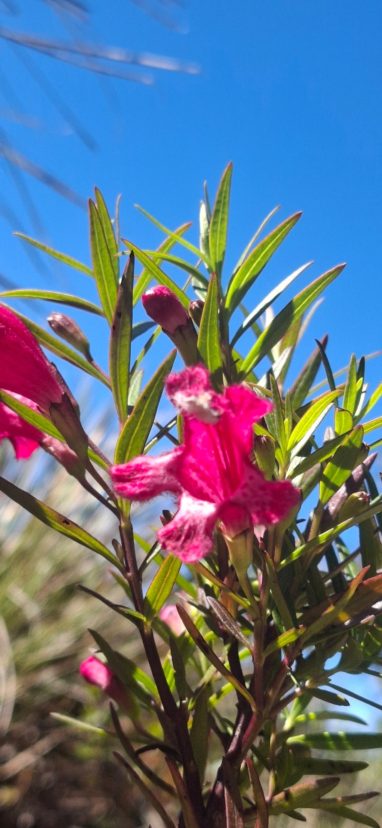 Esterhazya, plantas, fotografado em Engenheiro Passos