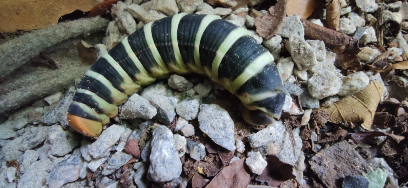 Pachylia syces, insetos, fotografado em Maresias, São Sebastião