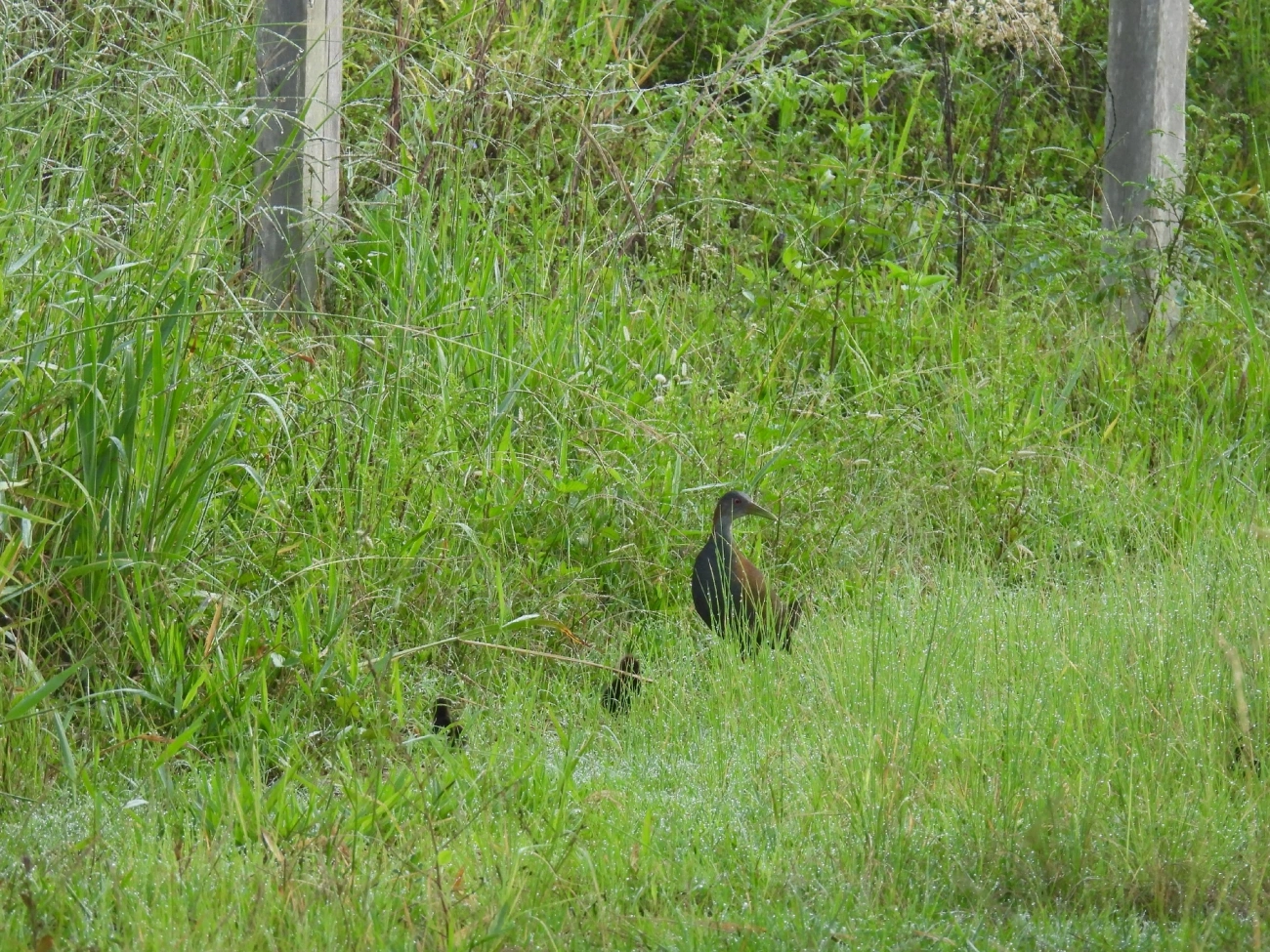 Saracura-do-mato (Aramides saracura), aves, fotografado em Queluz