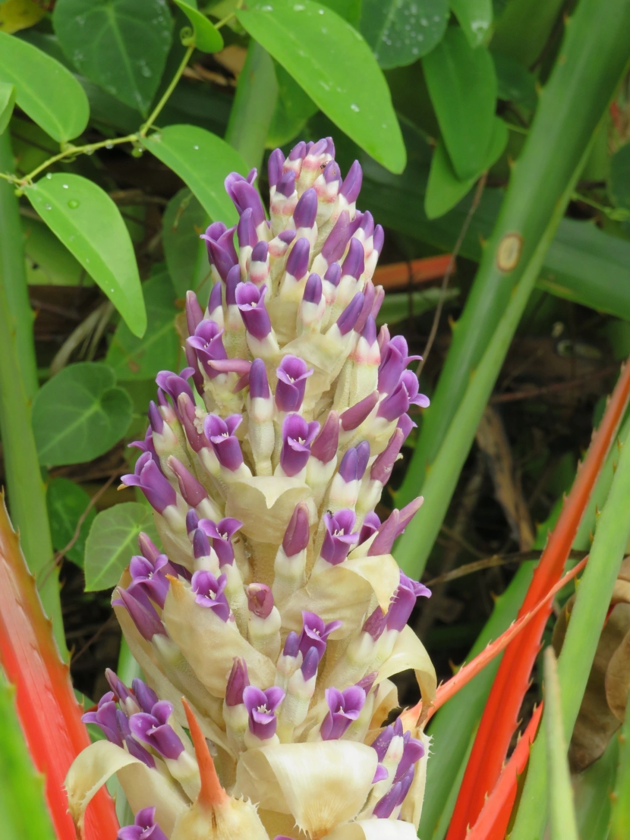 Caraguatá-do-campo (Bromelia antiacantha), plantas, fotografado em Maresias, São Sebastião