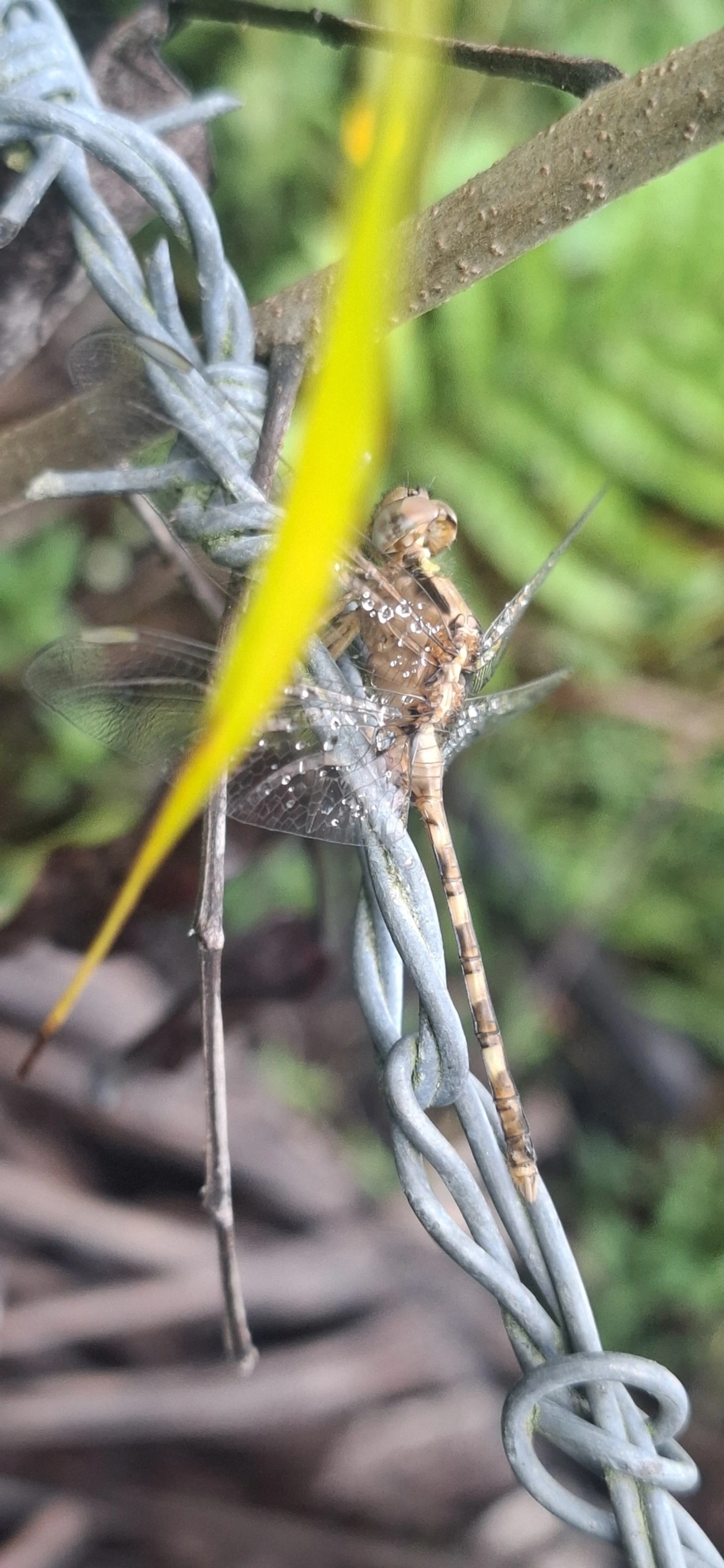 Erythemis, insetos, fotografado em Maresias, São Sebastião