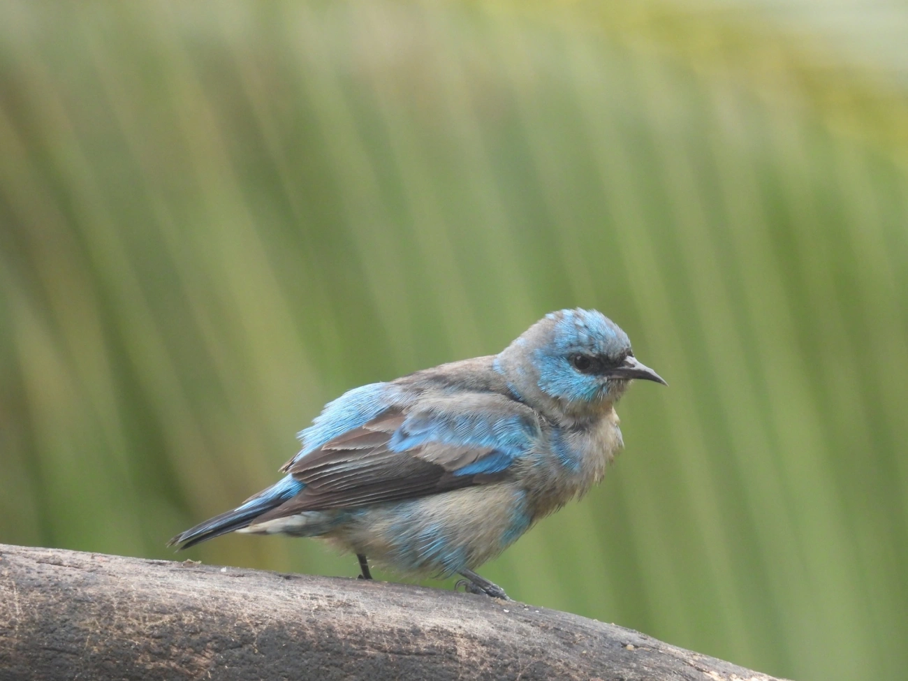 Saí-de-pernas-pretas (Dacnis nigripes), aves, fotografado em São Sebastião