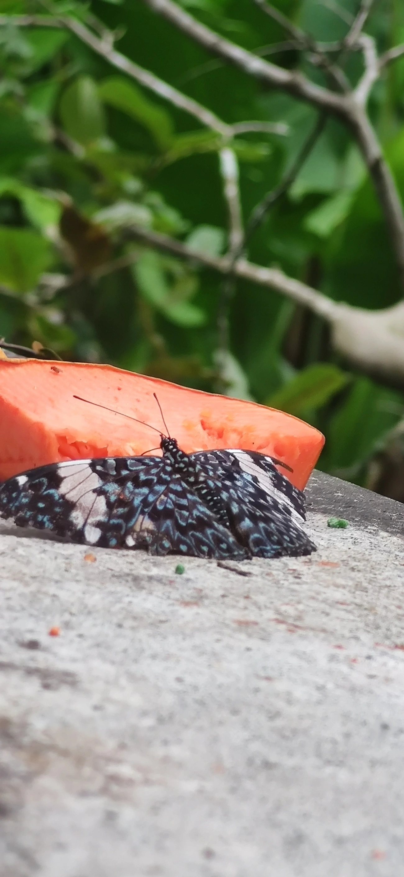 Assenta-pau (Hamadryas amphinome), insetos, fotografado em Maresias, São Sebastião
