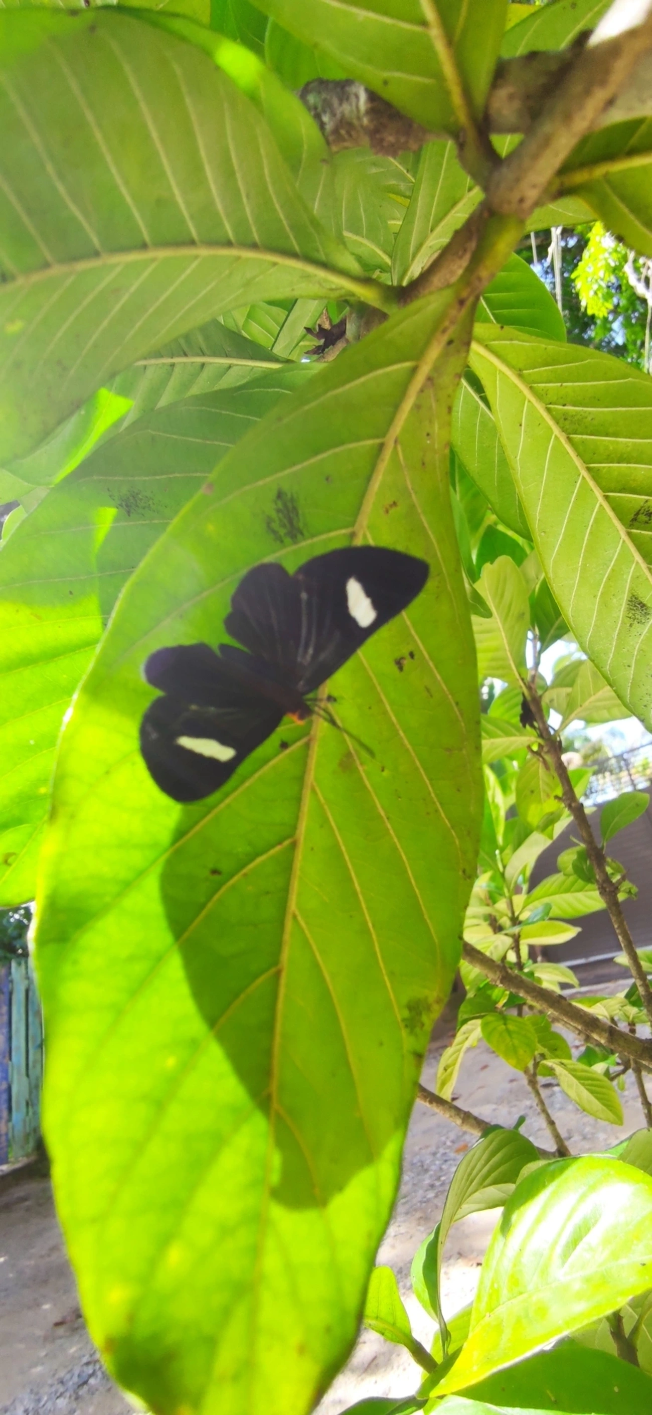 Pheles atricolor, insetos, fotografado em Maresias, São Sebastião