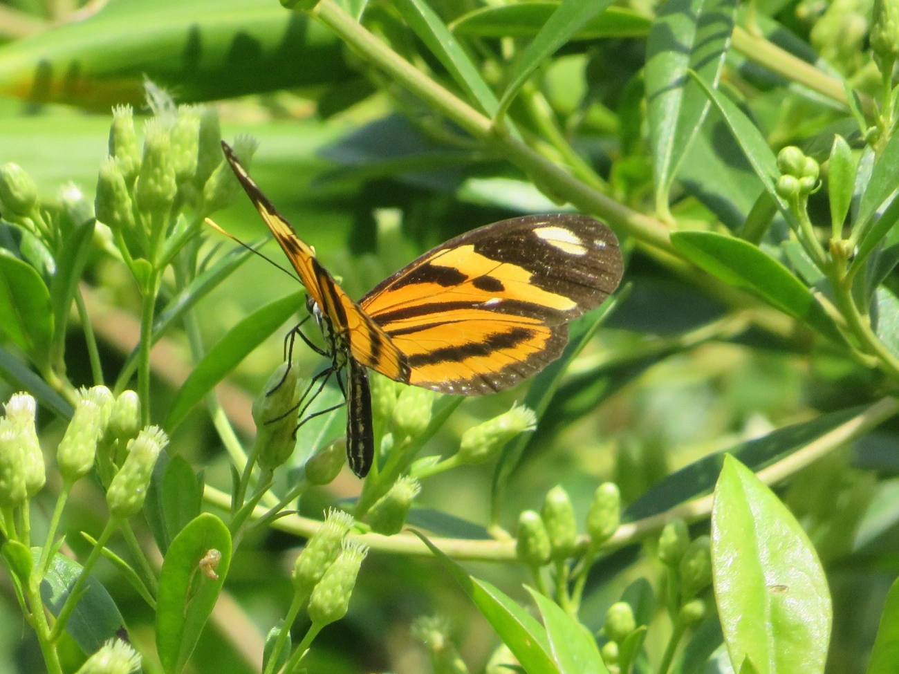Borboleta-do-maracujá (Eueides isabella), insetos, fotografado em Maresias, São Sebastião