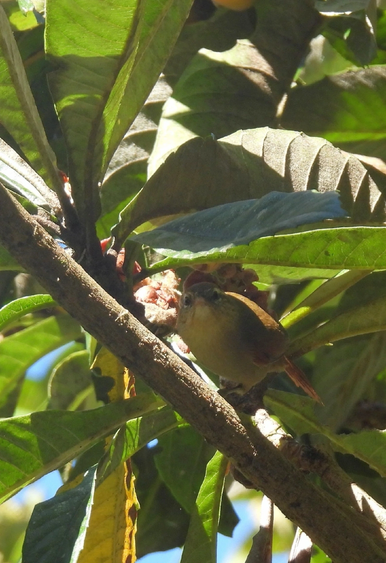 Arredio-pálido (Cranioleuca pallida), aves, fotografado em Serrinha do Alambari