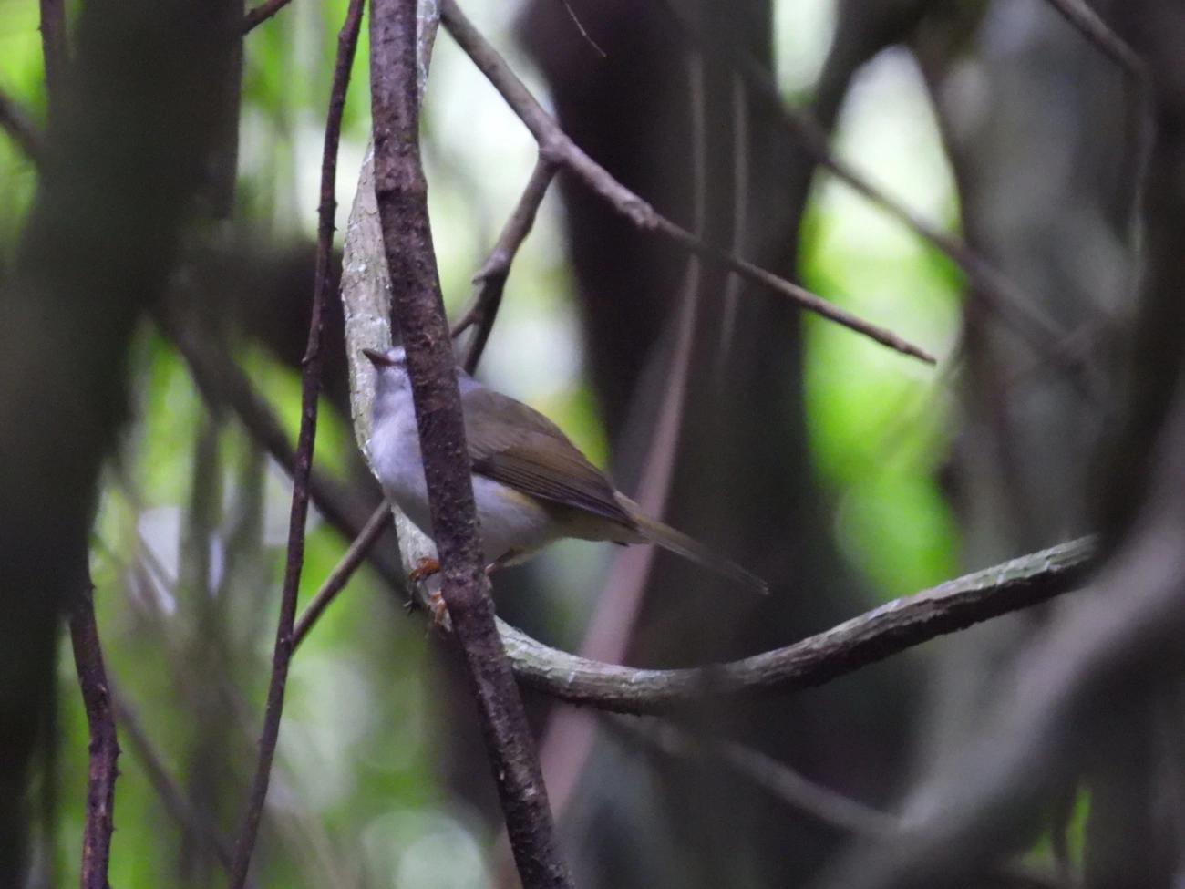 Pula-Pula (Basileuterus culicivorus), aves, fotografado em Cabreúva