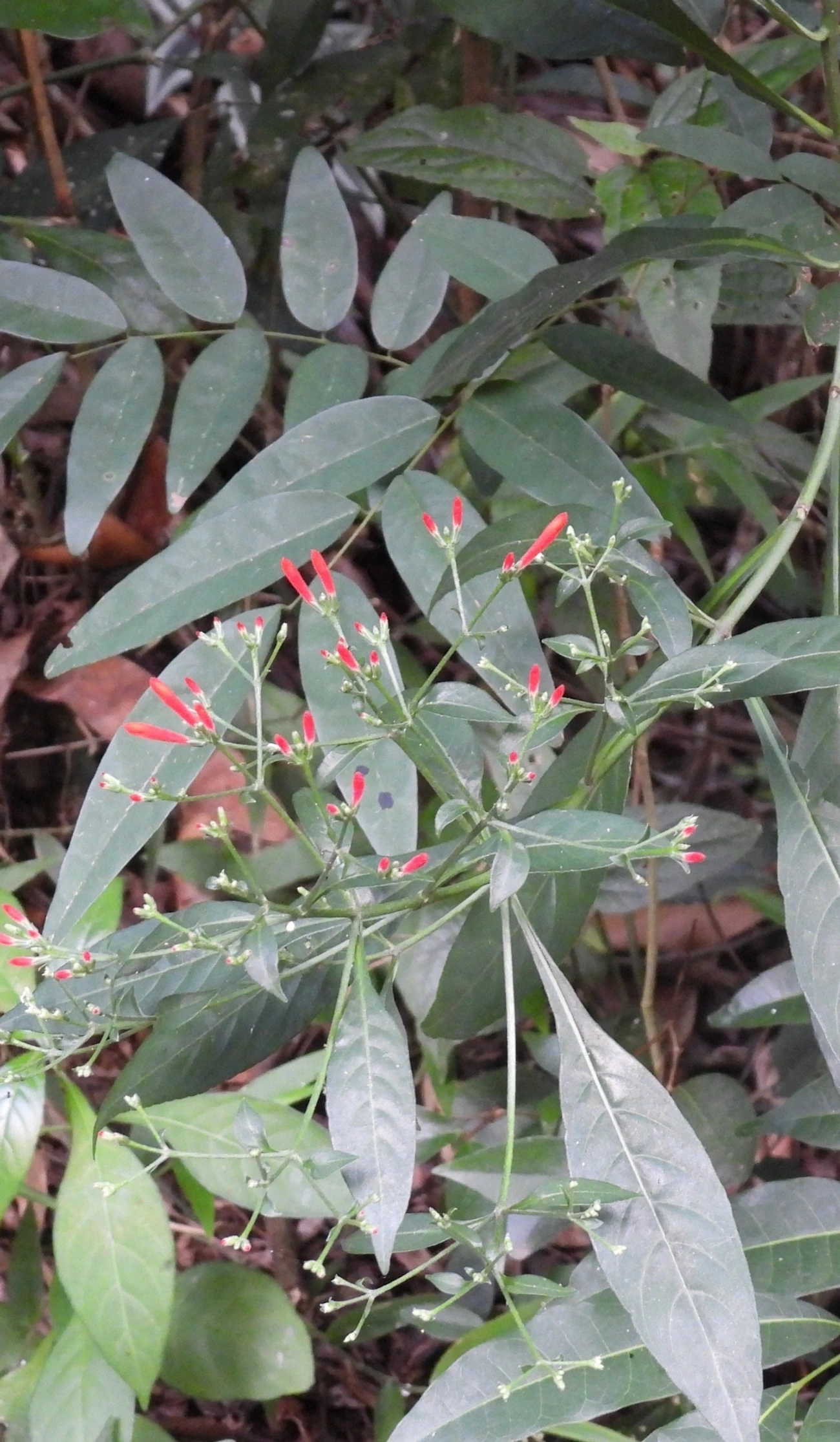 Anil-bravo (Aphelandra schottiana), plantas, fotografado em Cabreúva