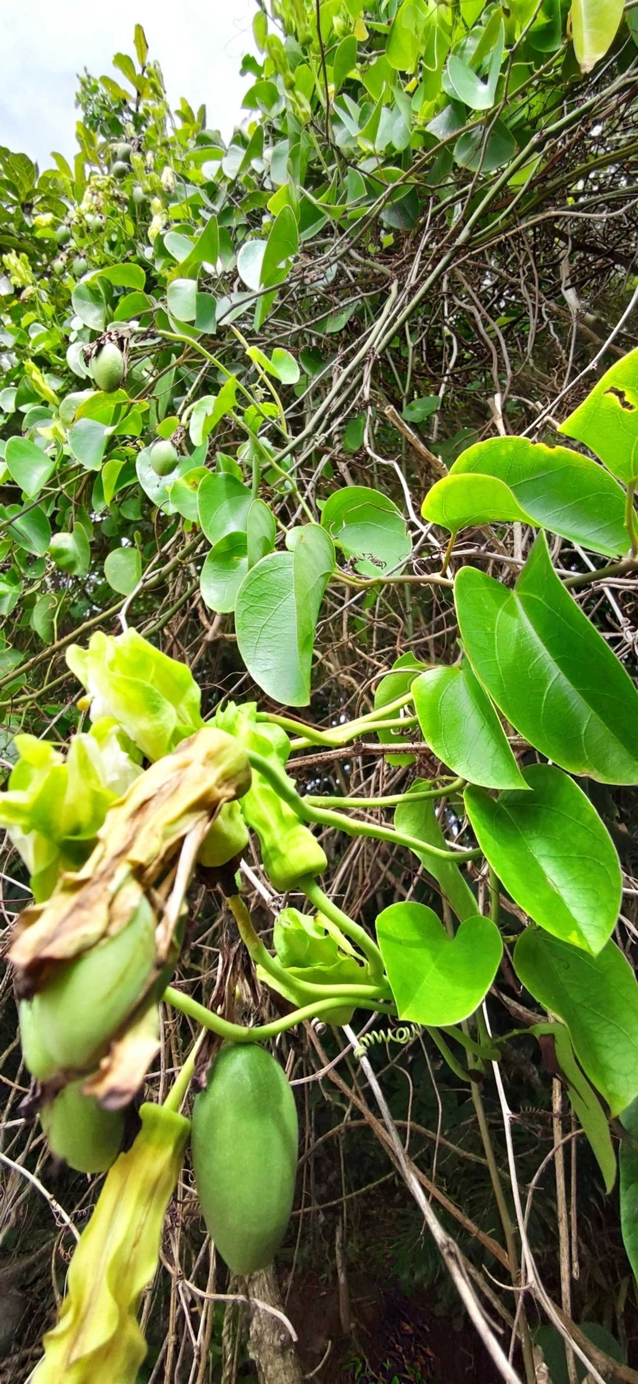 Maracujá-de-restinga (Passiflora mucronata), plantas, fotografado em Maresias, São Sebastião