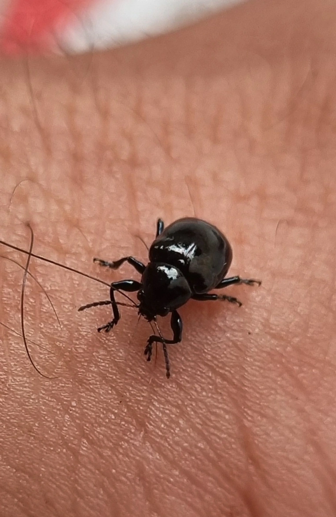 Typophorus, insetos, fotografado em Maresias, São Sebastião