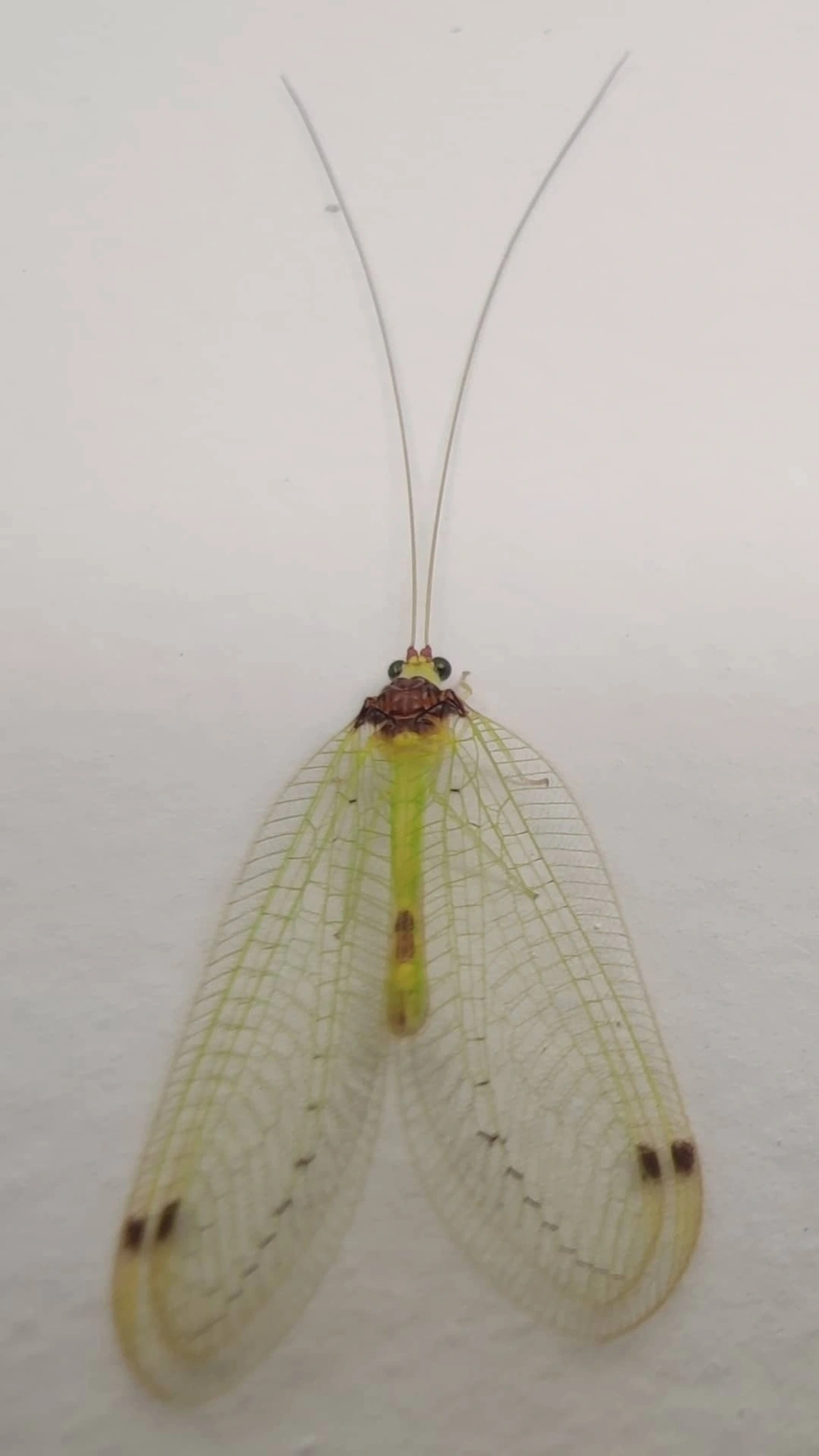 Leucochrysa, insetos, fotografado em Maresias, São Sebastião