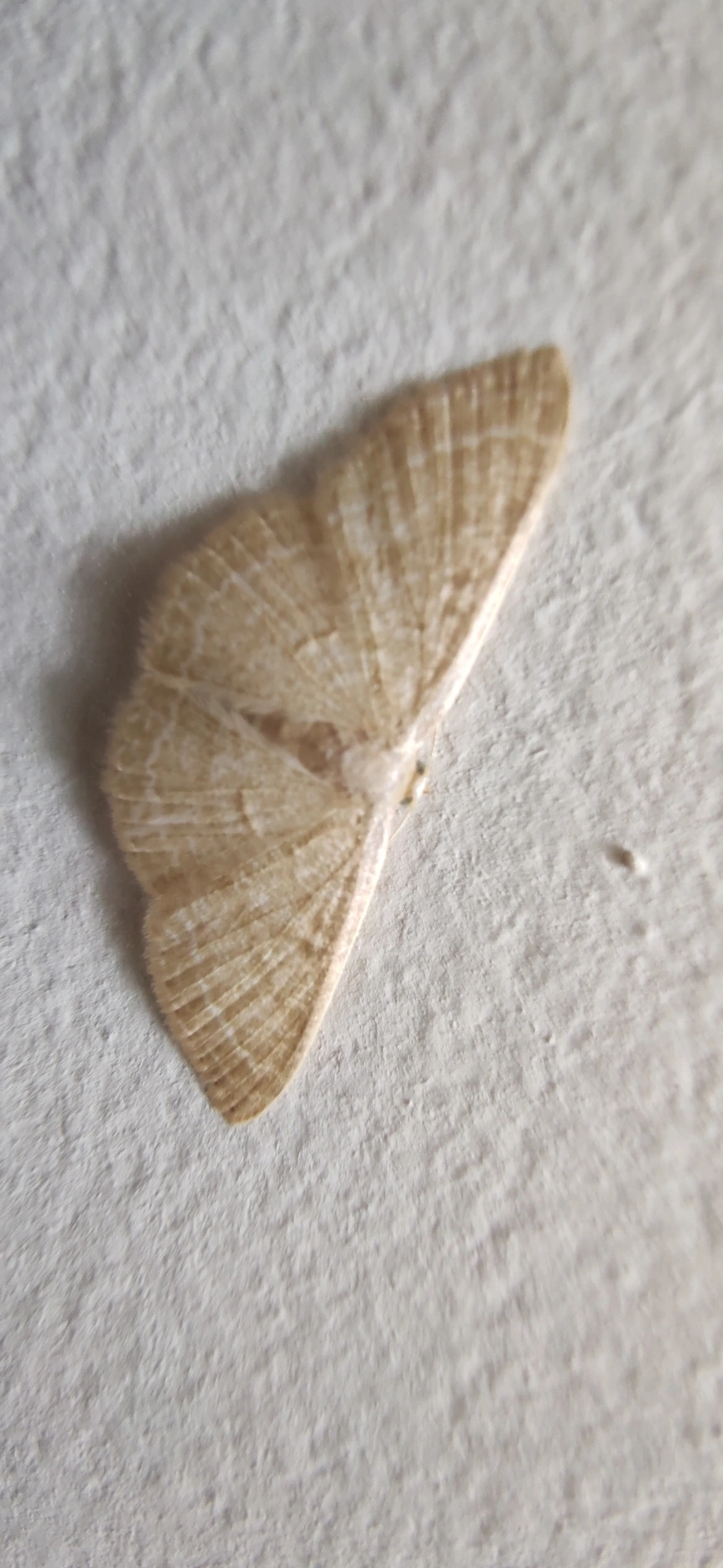 Mariposa-onda-castanha-comum (Pleuroprucha insulsaria), insetos, fotografado em Maresias, São Sebastião